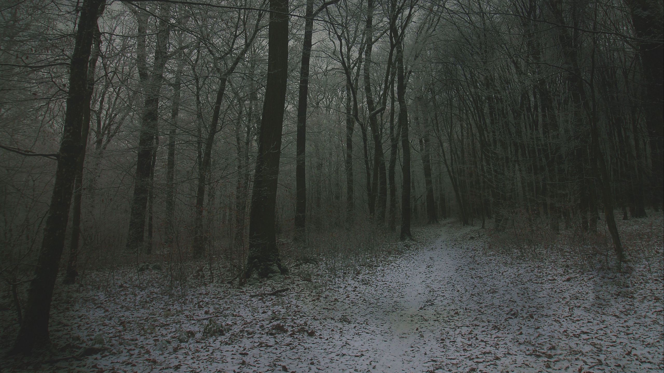 Download wallpaper 2560x1440 fog, forest, path, snow, autumn, winter widescreen 16:9 HD background