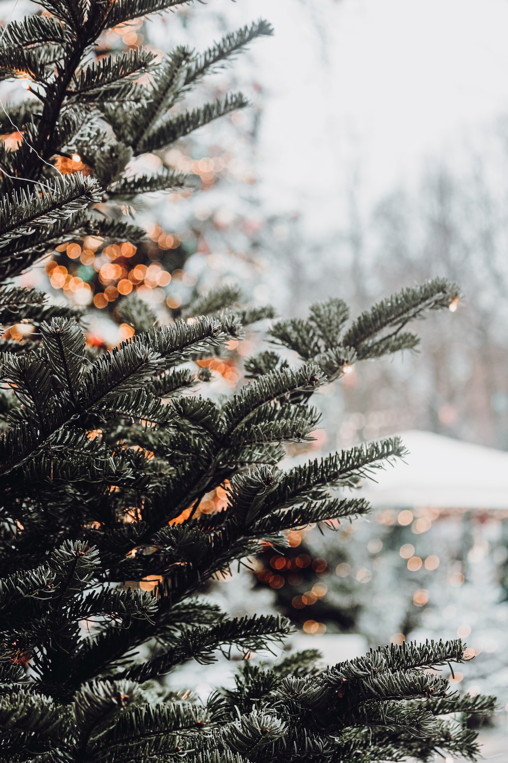 winter. best free winter, plant, outdoor and grey photo