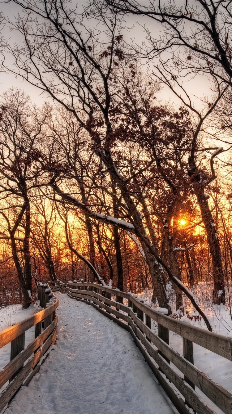 Nature Winter Landscape, Snow, Forest, Trees, Path, Sunset 750x1334 IPhone 8 7 6 6S Wallpaper, Background, Picture, Image