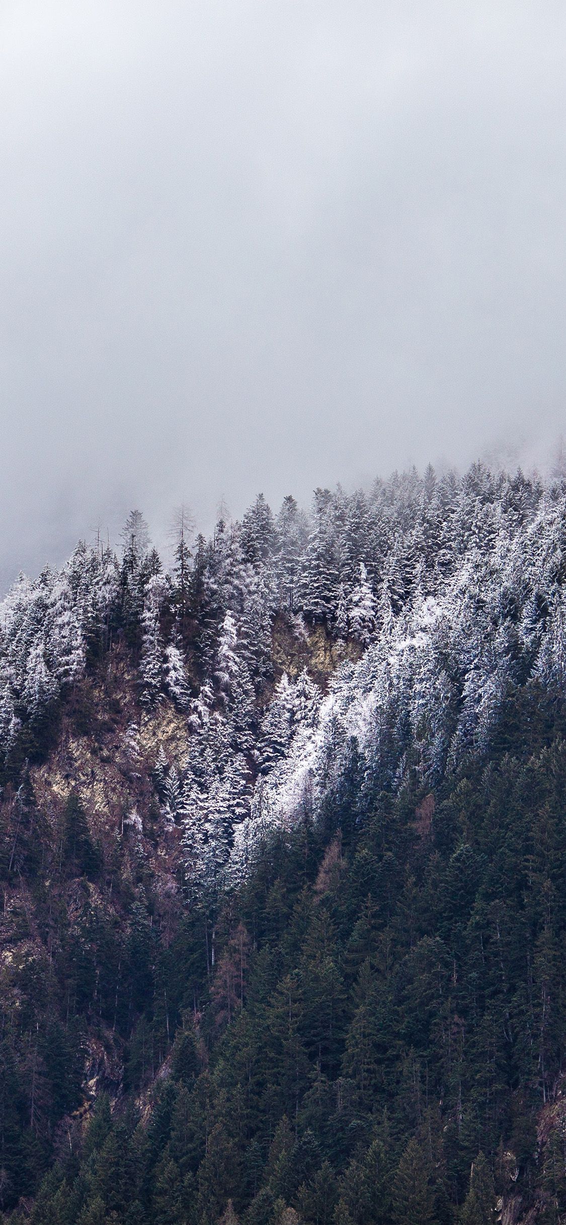 iPhone Winter Trees Wallpaper