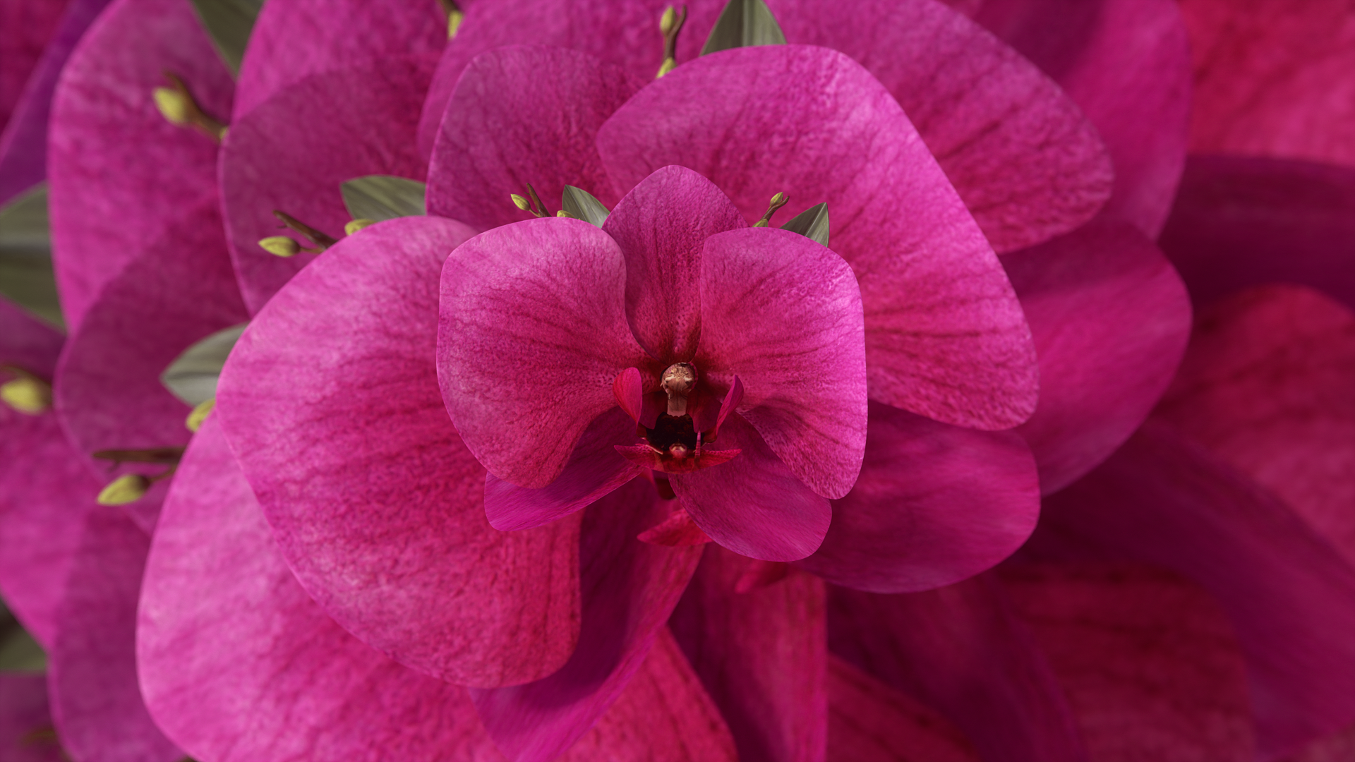 Orchid Flower Is a Color to Watch