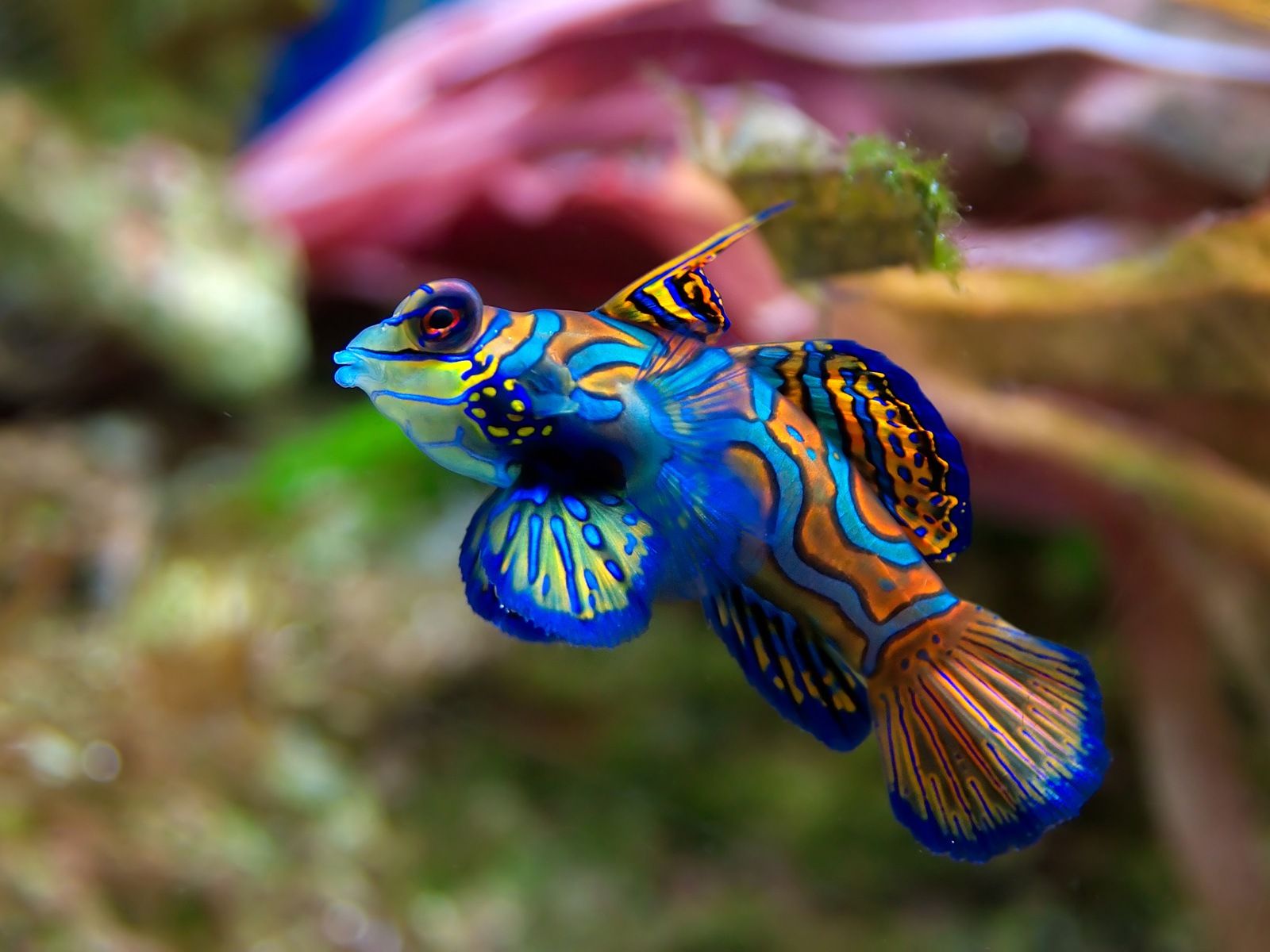 Beautiful Fishes Wallpaper Picture. Sea Water Animals. Mandarin fish, Beautiful fish, Animals beautiful