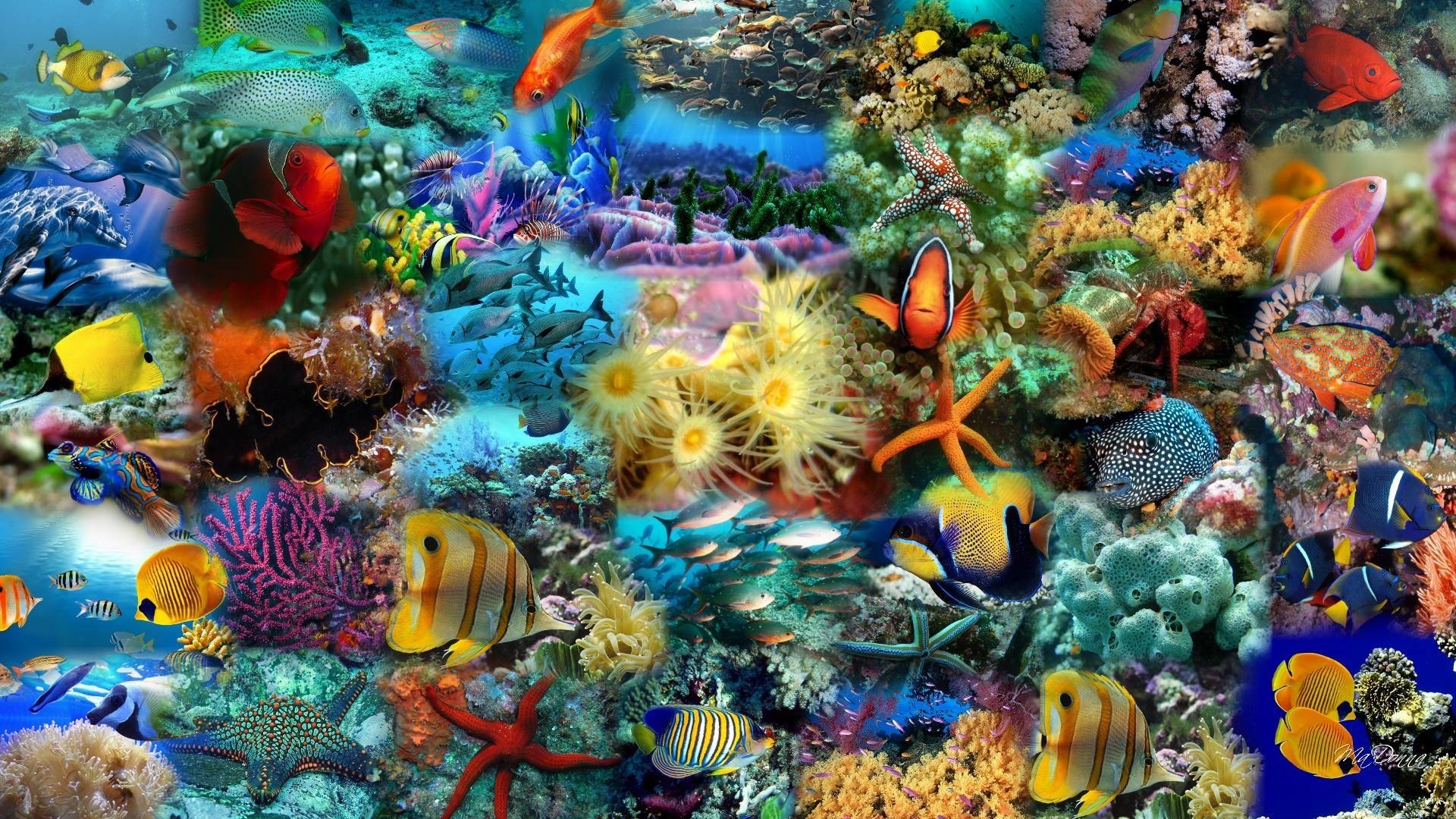 water fish wallpaper free download, coral reef, reef, marine biology, natural environment, coral reef fish