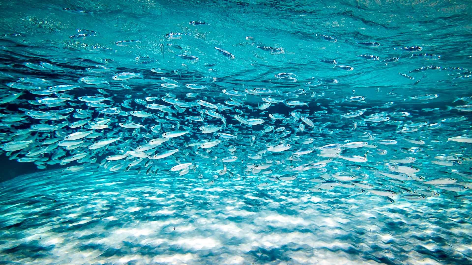 Saltwater Fish Wallpaper