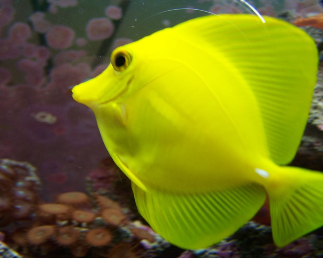 Green Saltwater Fish HD Wallpaper For Mobile Phone Laptop And Pc, Wallpaper13.com