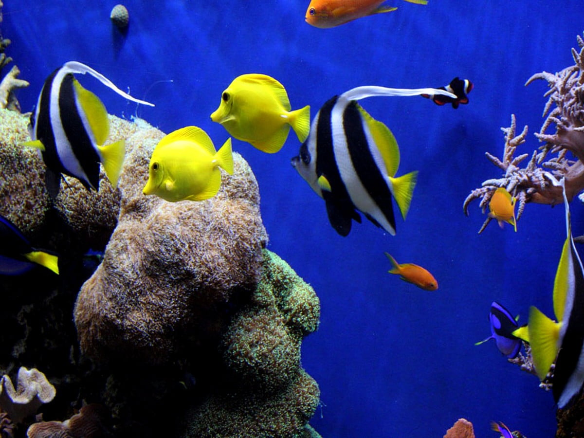 Coral reef fish wallpaper HD. Download Free background