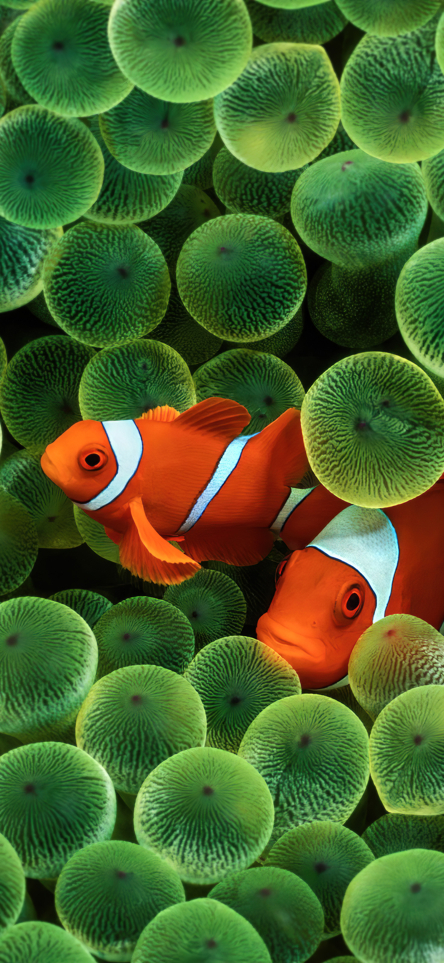 The old Apple Clown Fish wallpaper upscaled to [5120x3200]