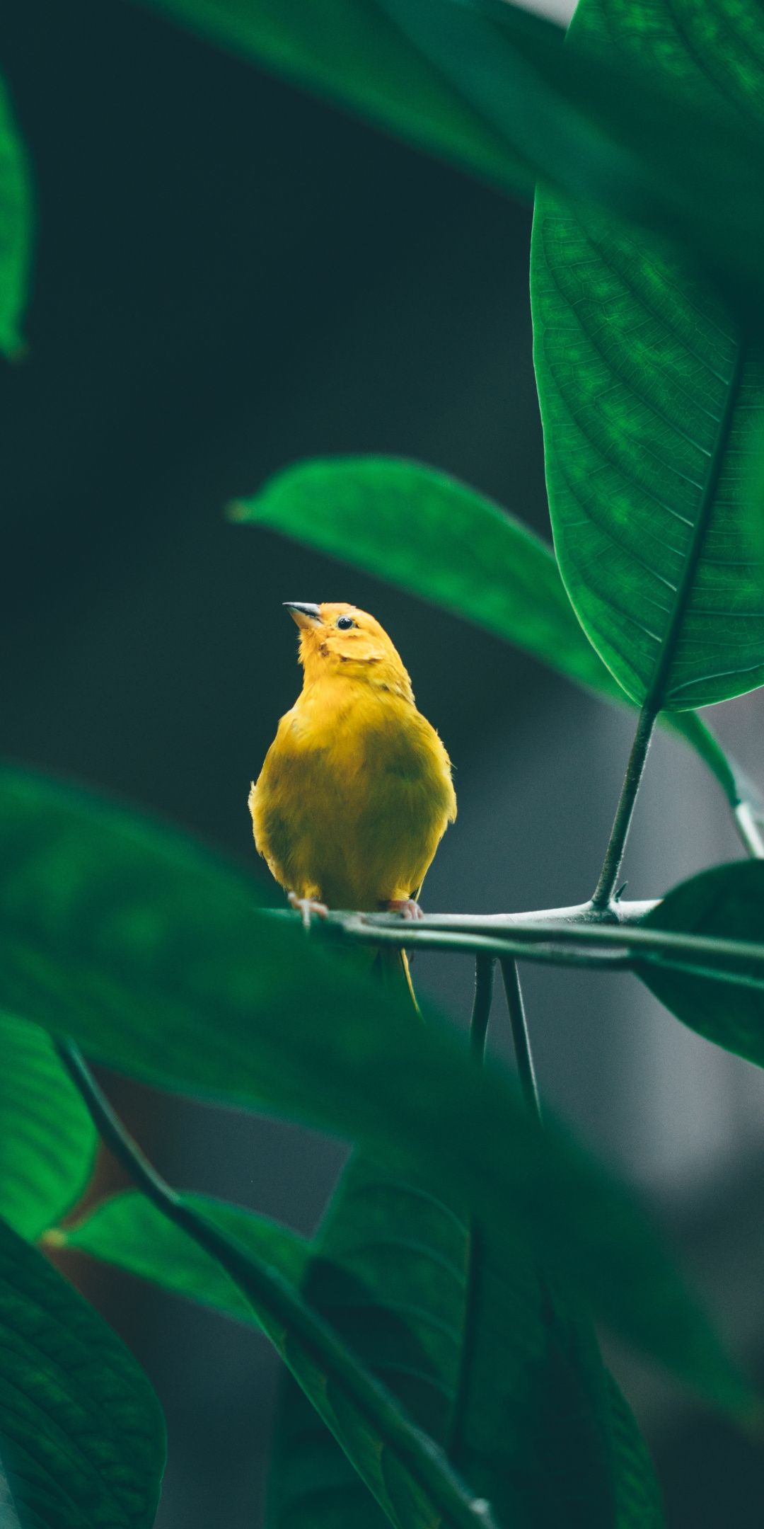 Small, cute, yellow bird, tree branch, 1080x2160 wallpaper. Birds wallpaper hd, Bird wallpaper, Nature photography