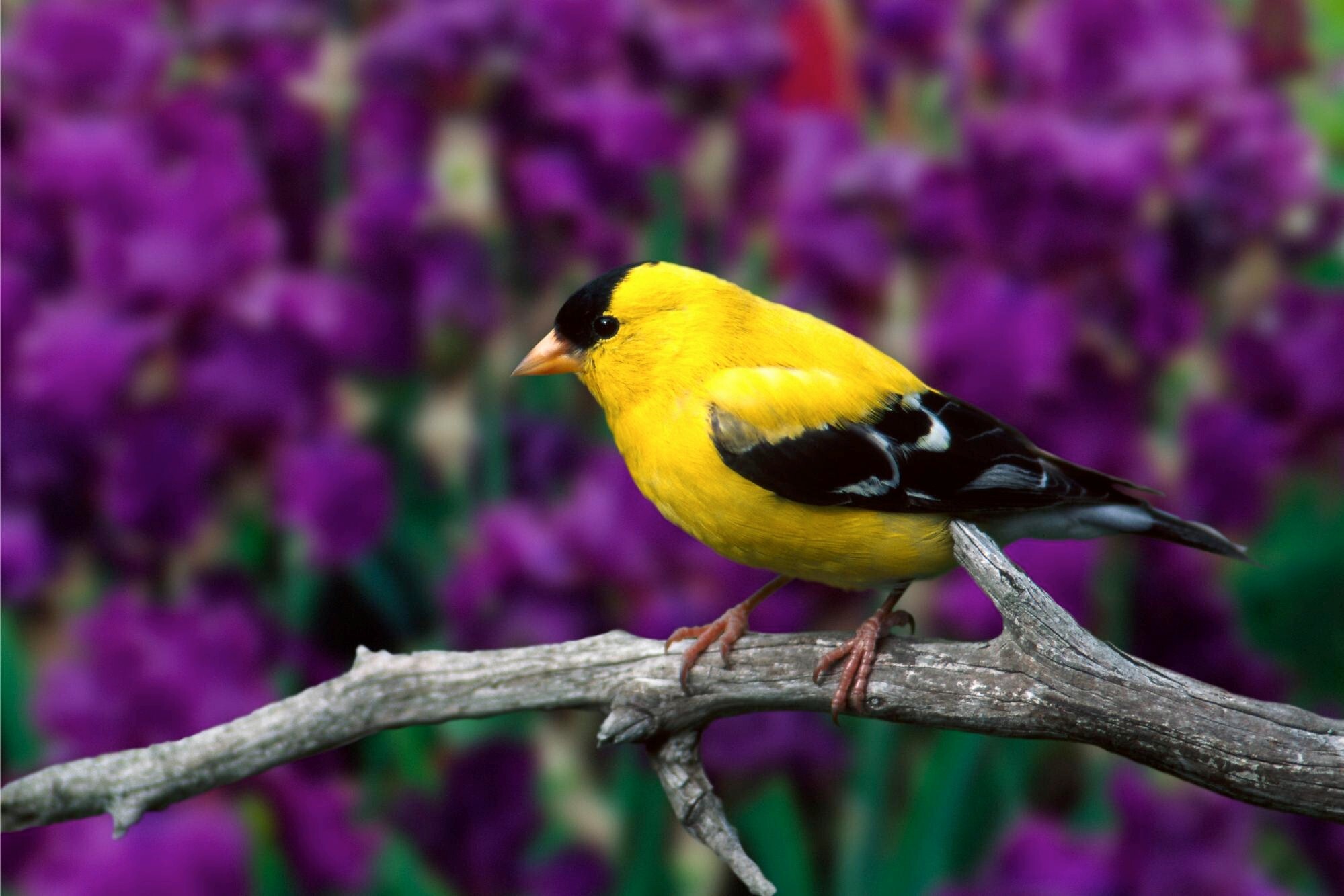 Small Yellow Bird Wallpaper