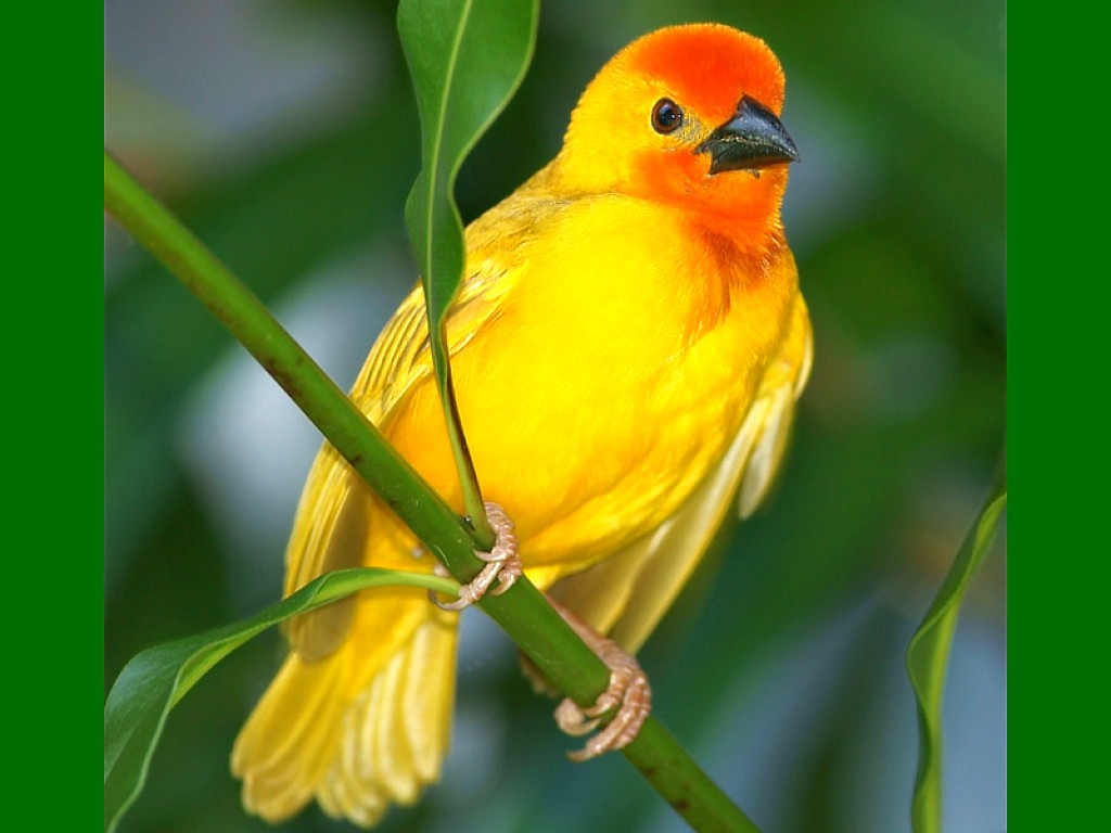 Beautiful Yellow Bird wallpaperx768