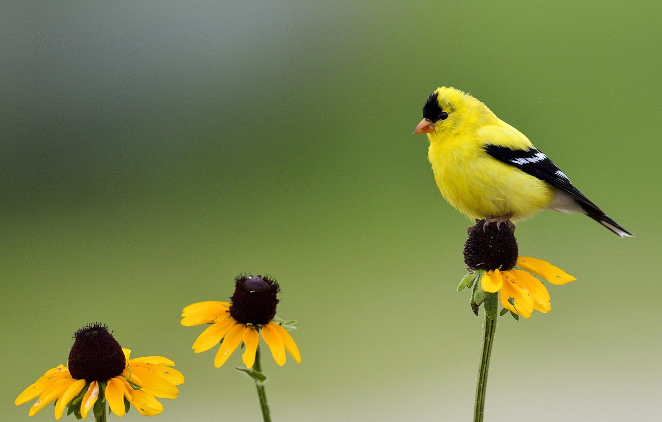 Yellow Bird Wallpapers - Wallpaper Cave