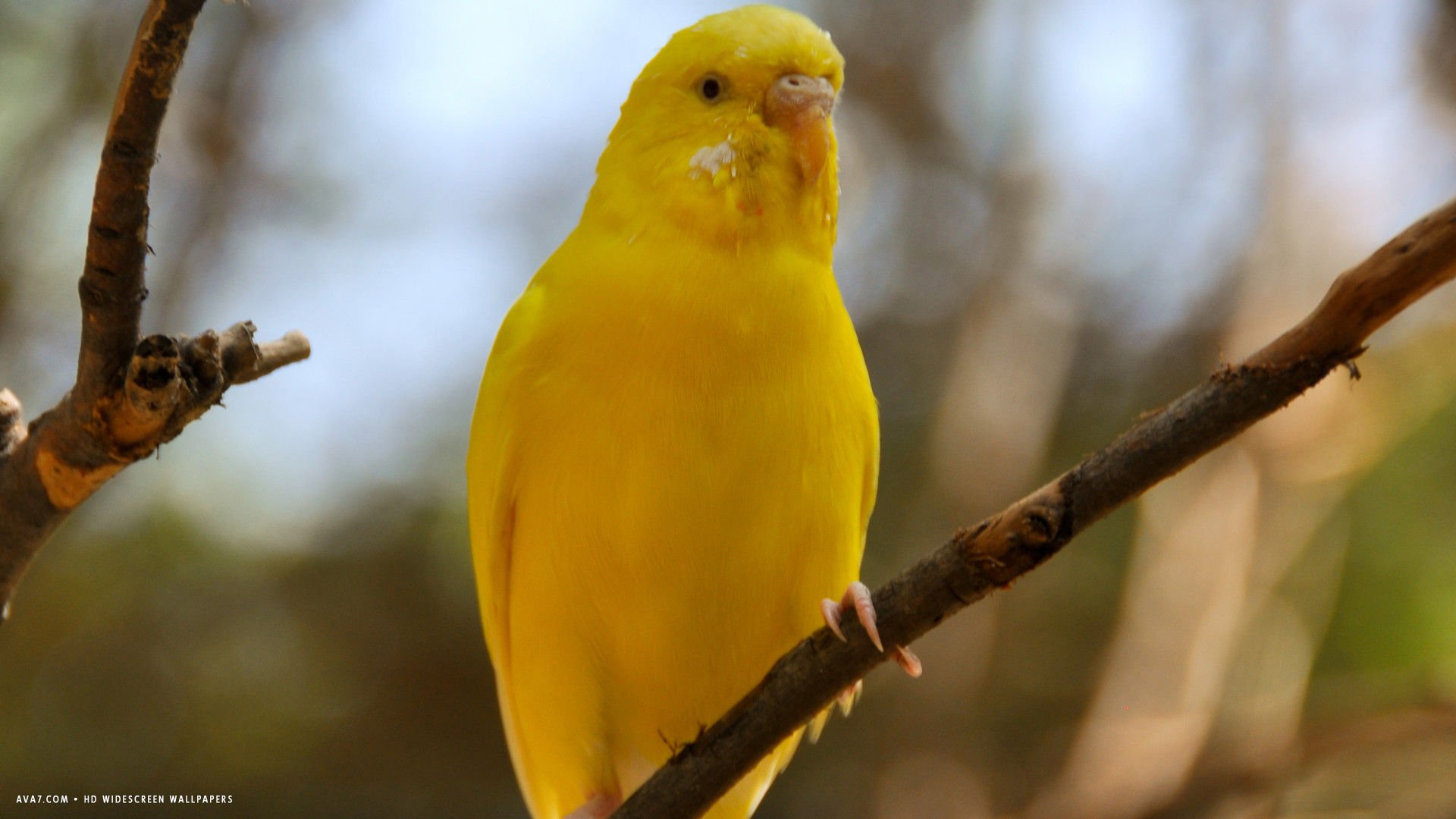 beautiful yellow birds