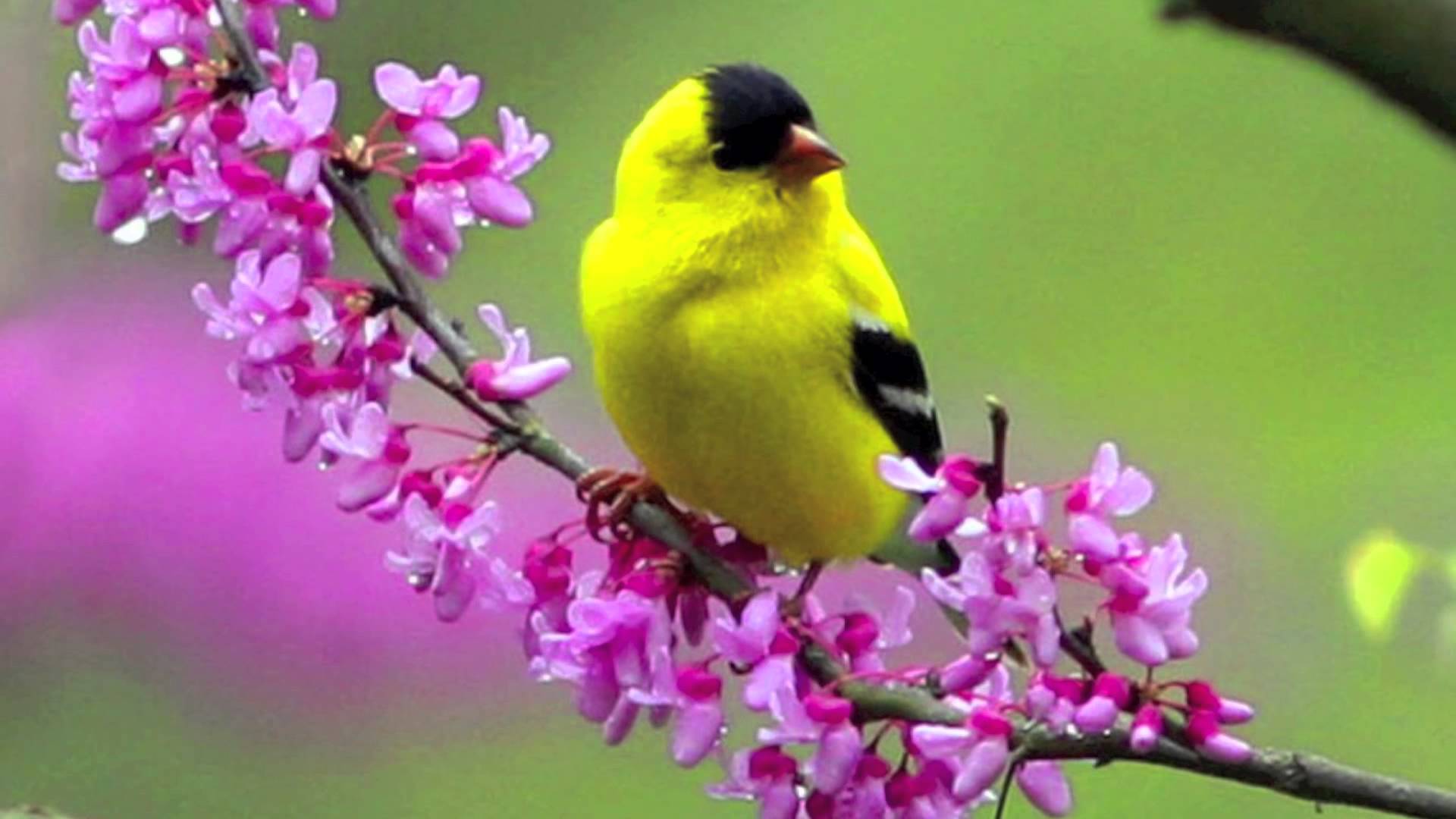 Flowers Birds Wallpaper