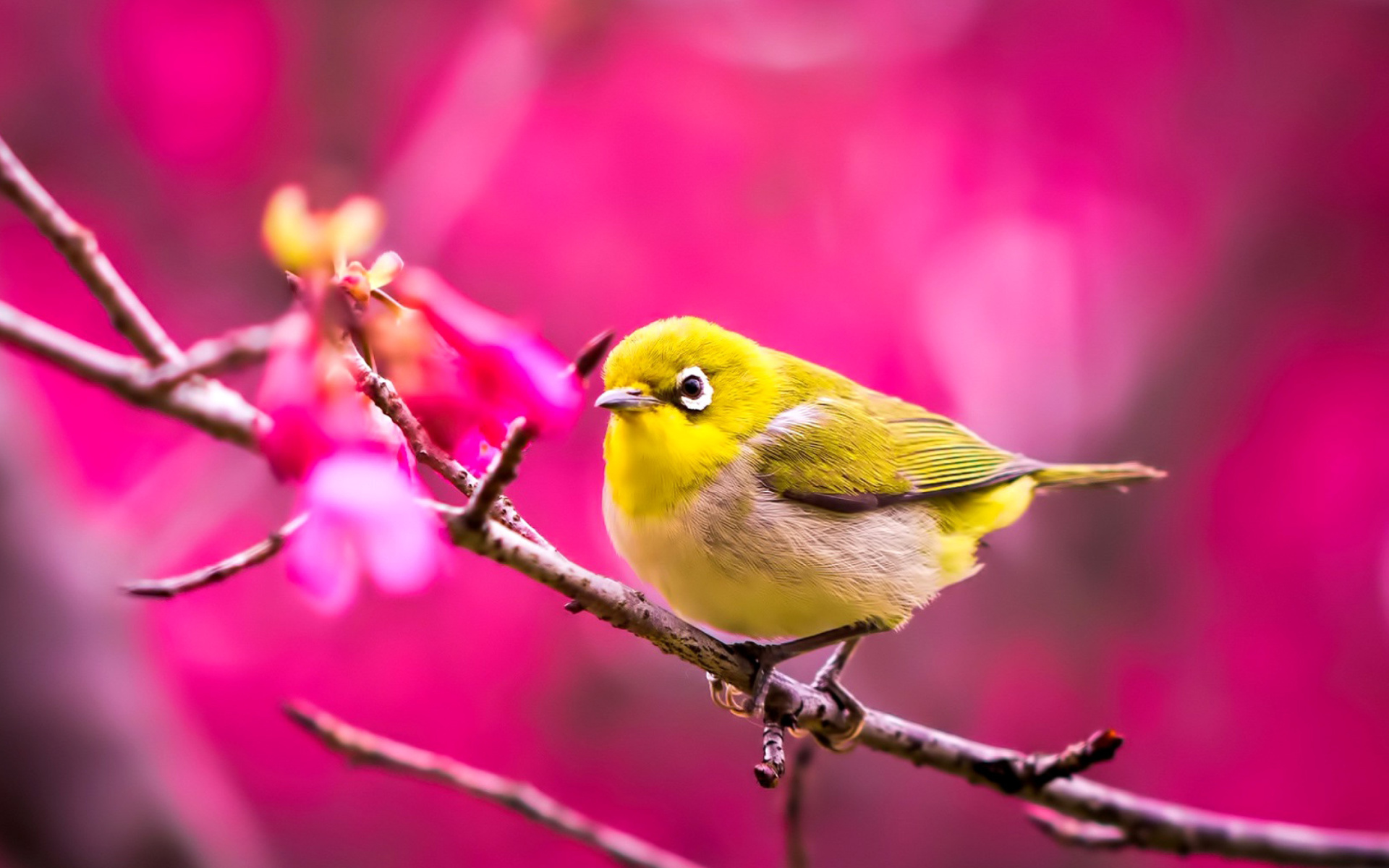 Cute Yellow Bird Wallpaper HD Wallpaper