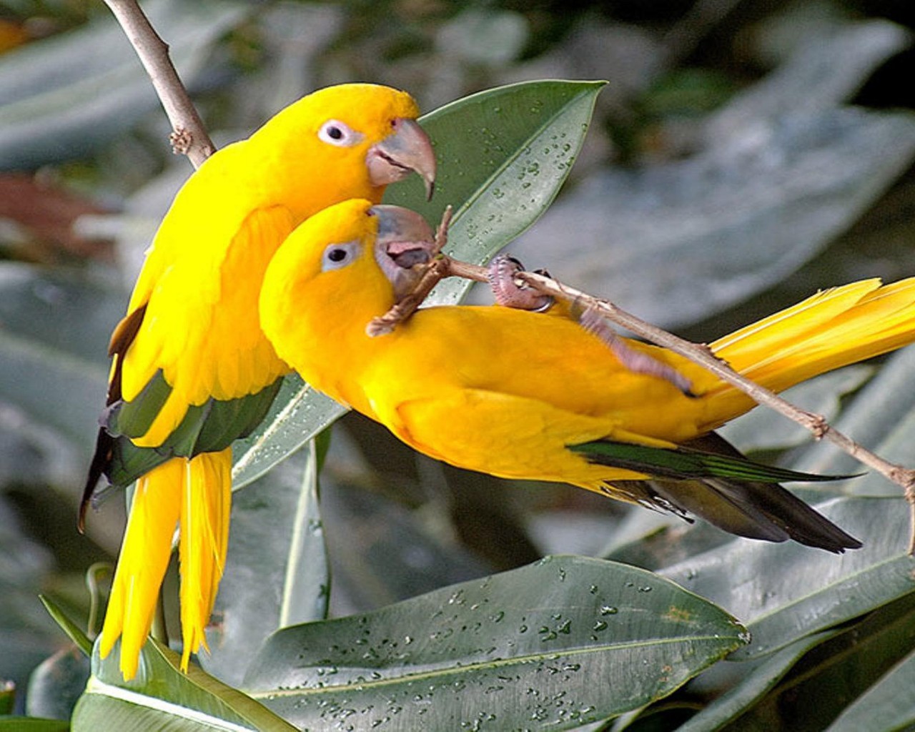 beautiful yellow birds