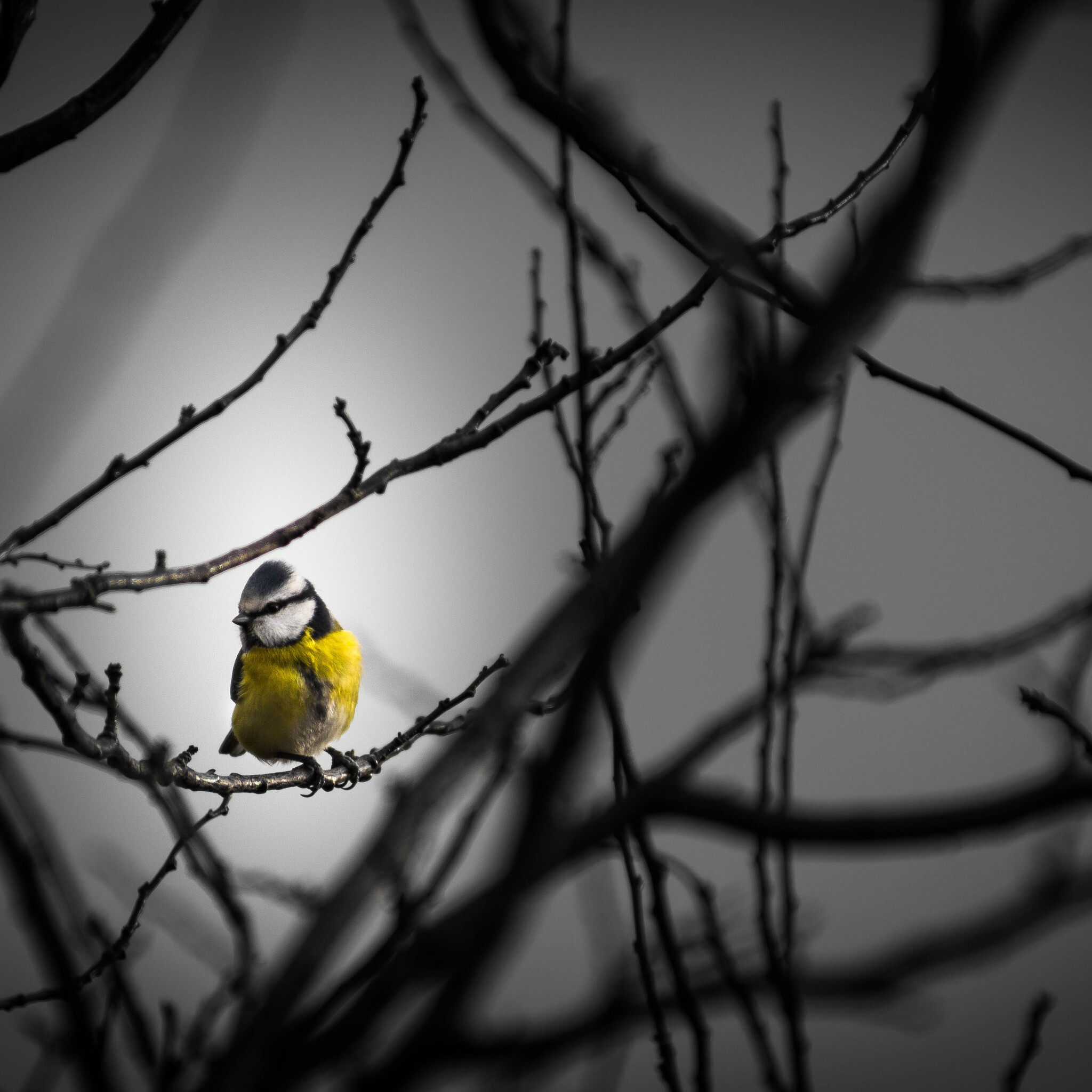 Yellow Bird Wallpapers - Wallpaper Cave