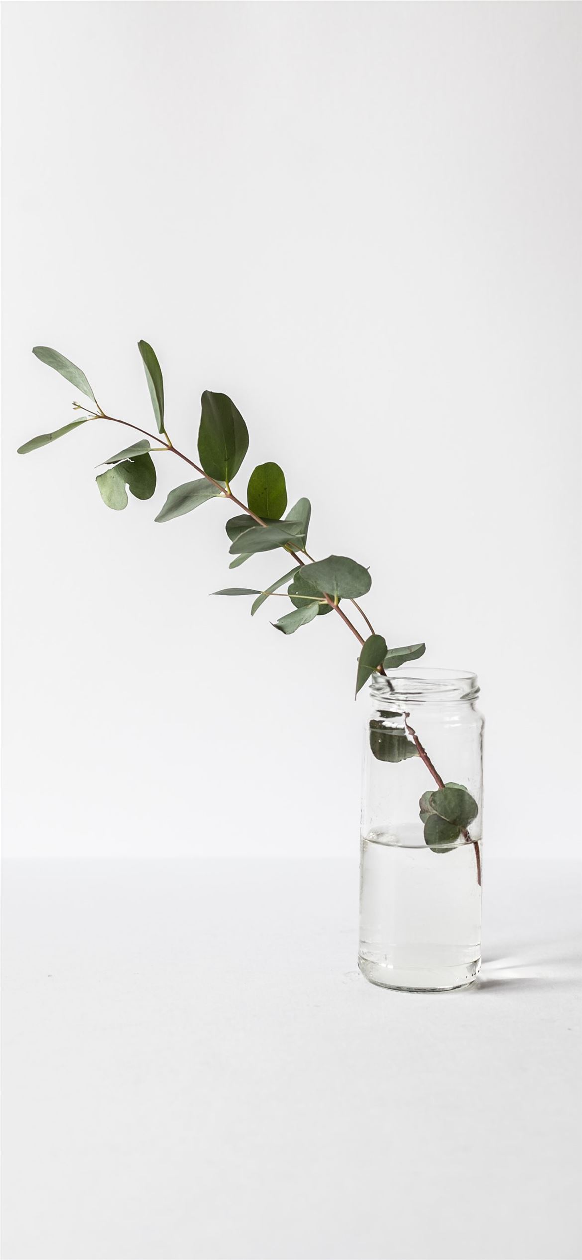 green leafed plant in glass jar iPhone 12 Wallpaper Free Download