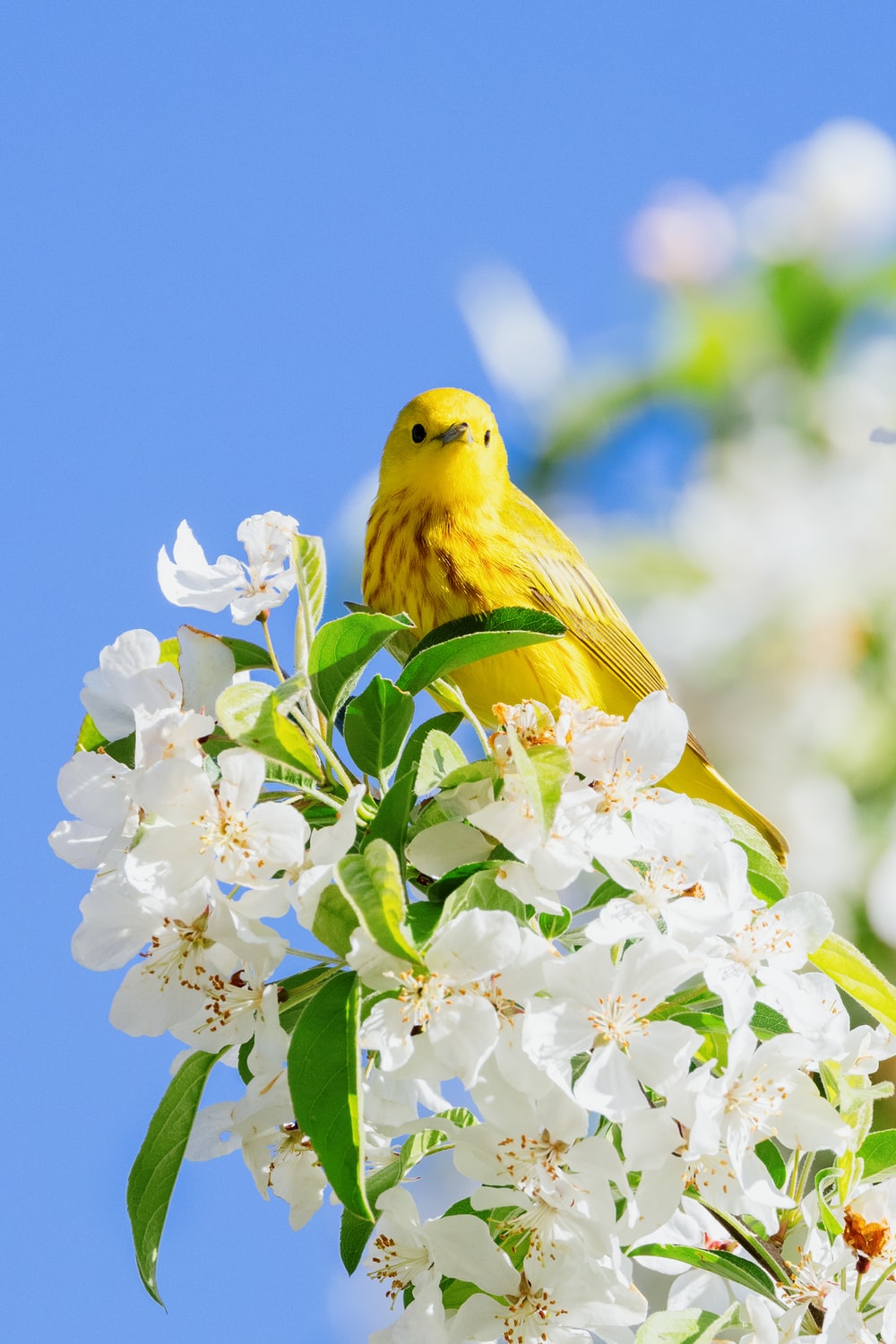 Yellow Bird Wallpapers - Wallpaper Cave