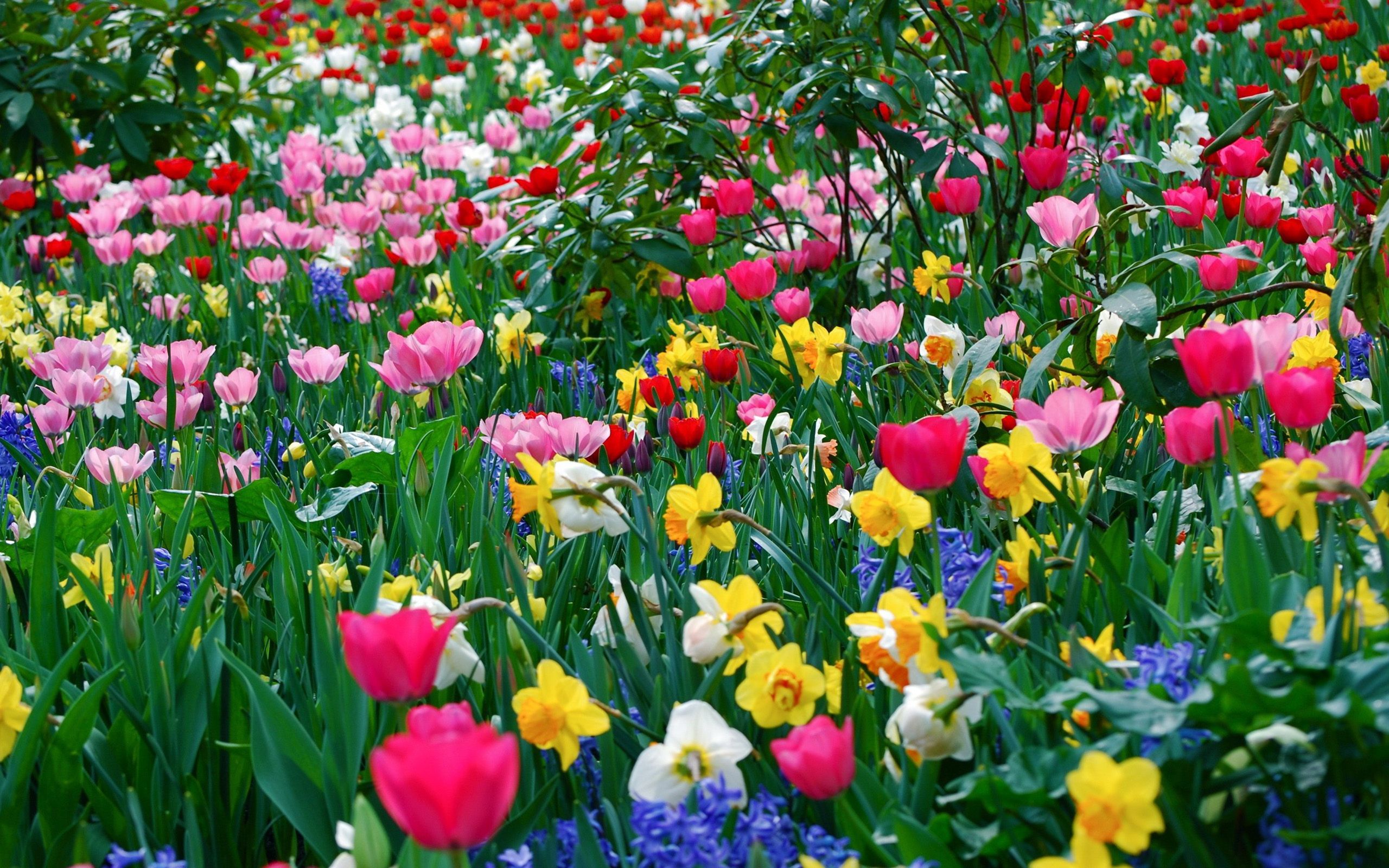 Flowers. Spring flowers wallpaper, Spring flowers, Spring wallpaper