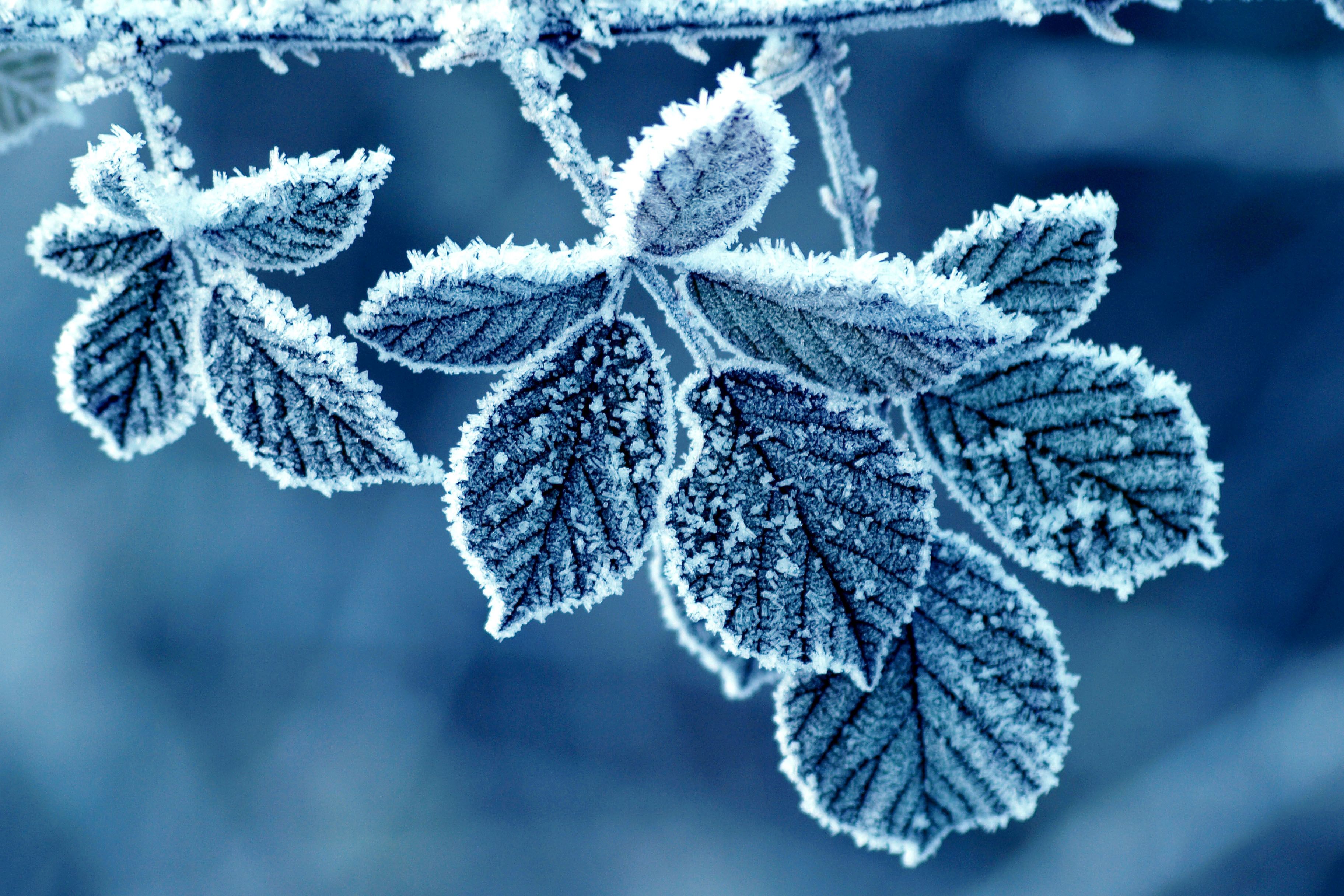 Winter Macro Photo [3648x2432]. Winter wallpaper, Winter nature, Lyrics to winter wonderland