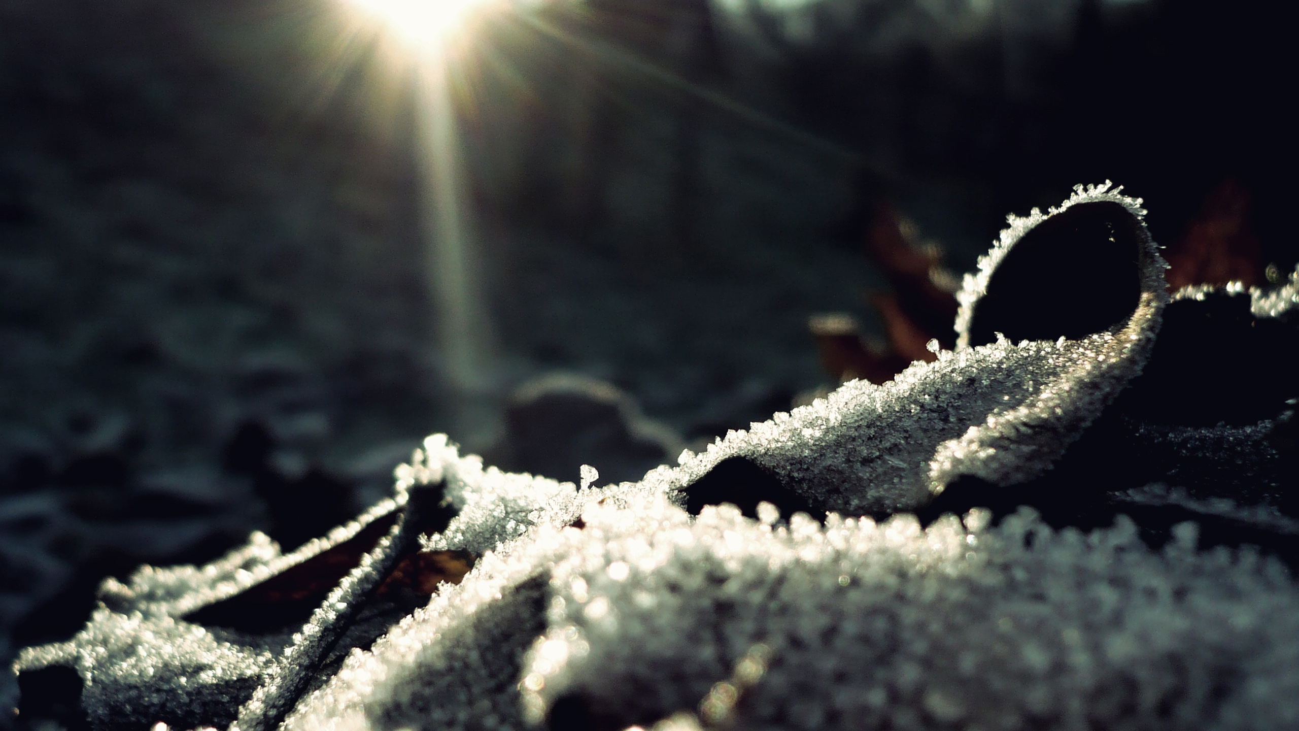 nature winter macro 2560x1440 wallpaper
