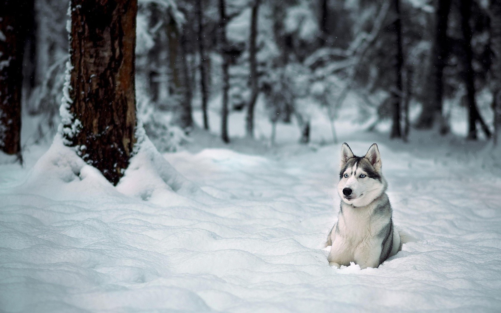 dog, Animals, Snow, Winter Wallpaper HD / Desktop and Mobile Background