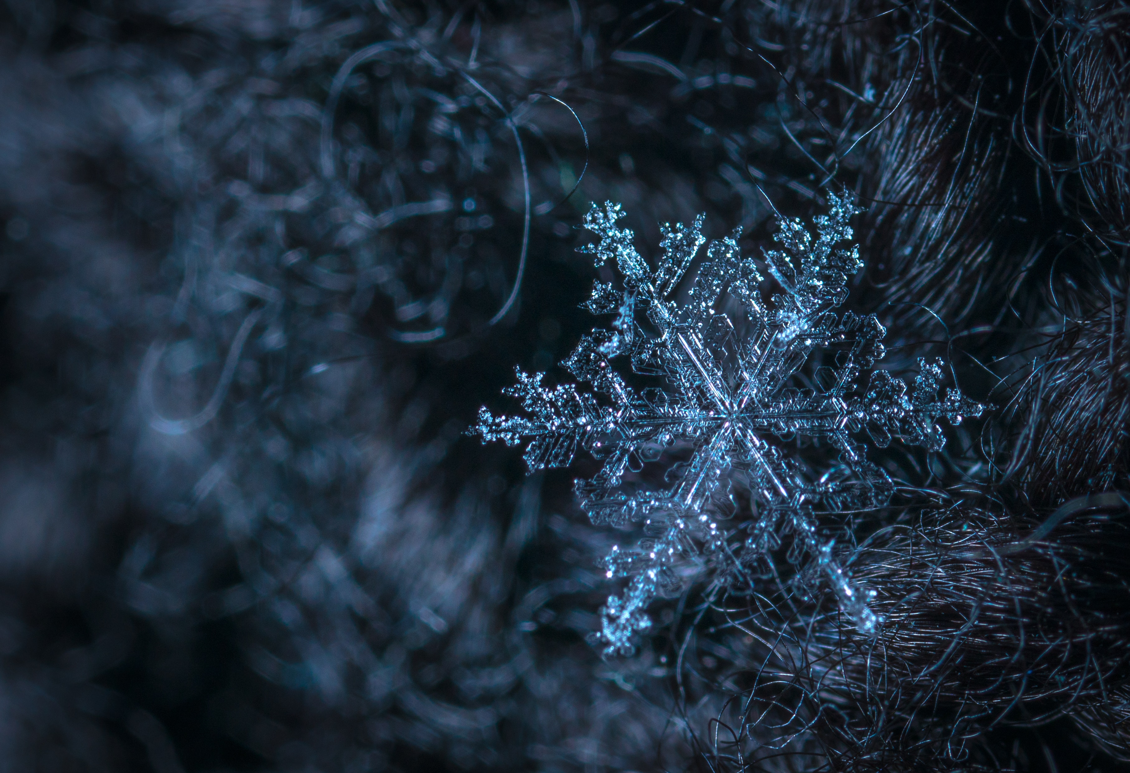 Free photo: Macro Photography of Snowflake, Winter, Weather