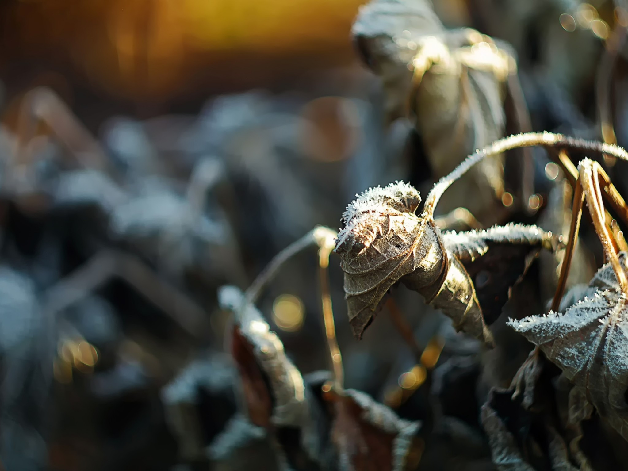 Download 2048x1536 Winter, Frost, Plants, Macro, Leaves Wallpaper for Ainol Novo 9 Spark