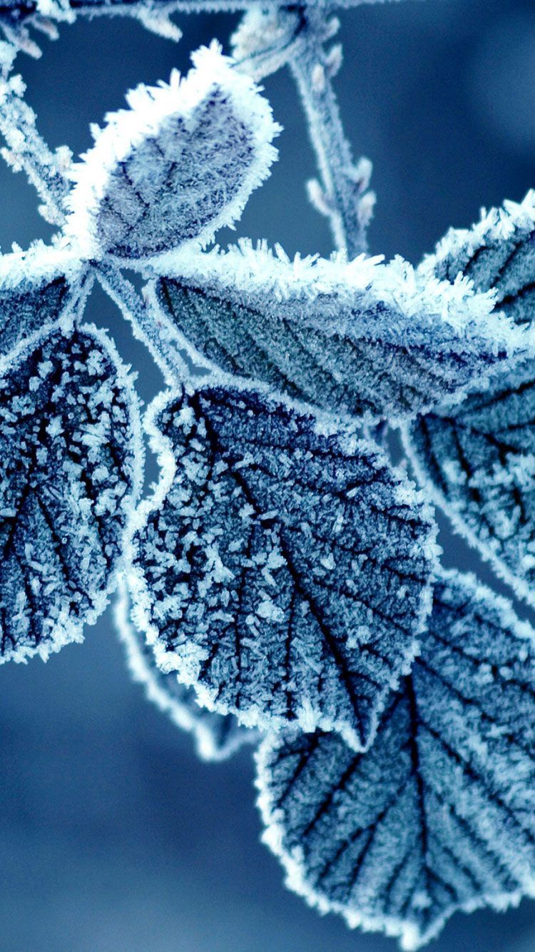 Frosty Branches Wallpapers - Wallpaper Cave