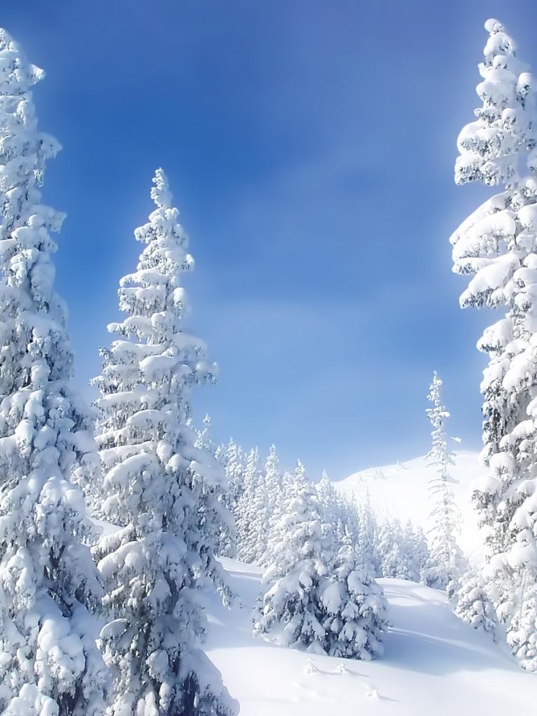 Bright Winter Trees & Snow iPad wallpaper