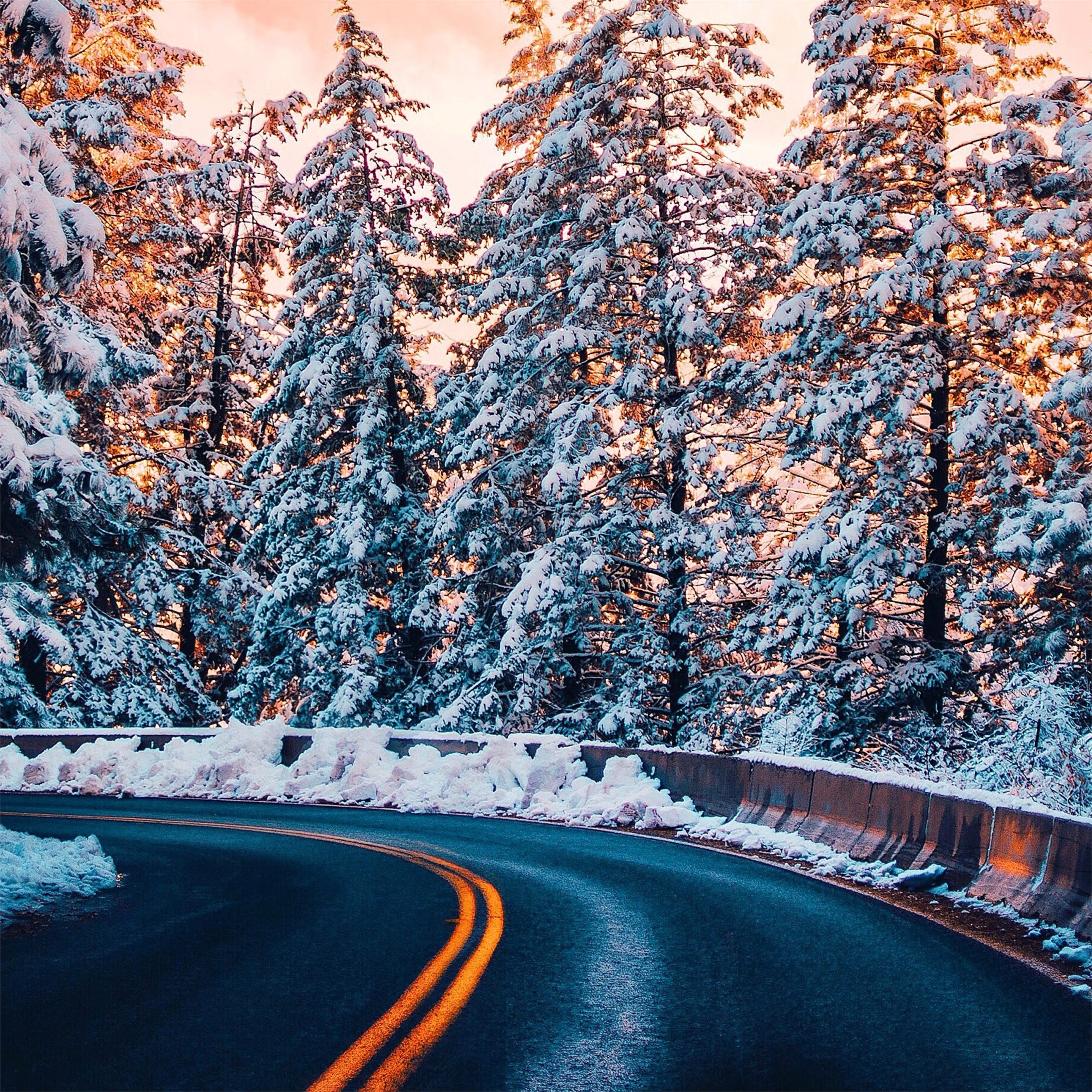 road trees winter 4k iPad Air Wallpaper Free Download