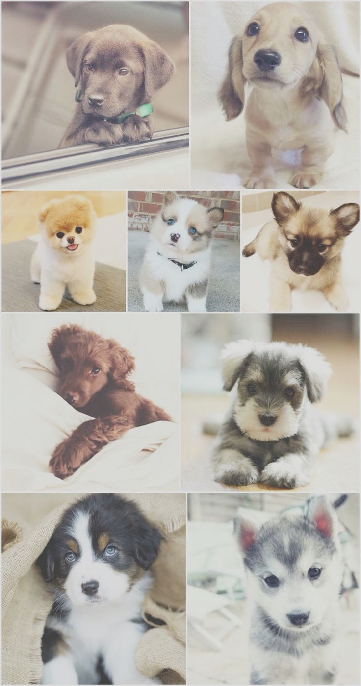 puppy, puppies, dog, dogs, wallpaper, background, iPhone, android, cute. Schattige dieren, Dieren, Schattig