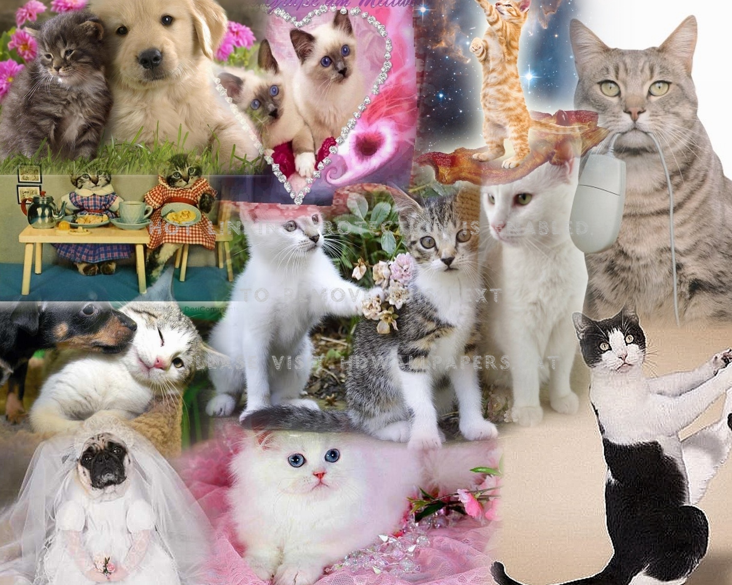 cats and dog collage cute adorable abstract