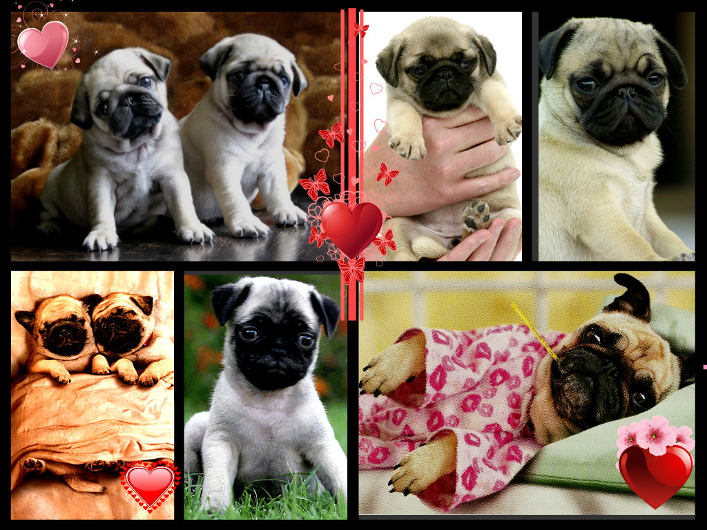 Pugs Are So Cute Collage