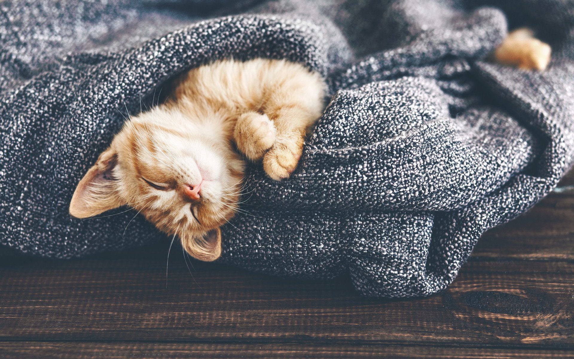Free download Download wallpaper ginger cat morning lazy cat pets cats [1920x1200] for your Desktop, Mobile & Tablet. Explore Laziness Wallpaper