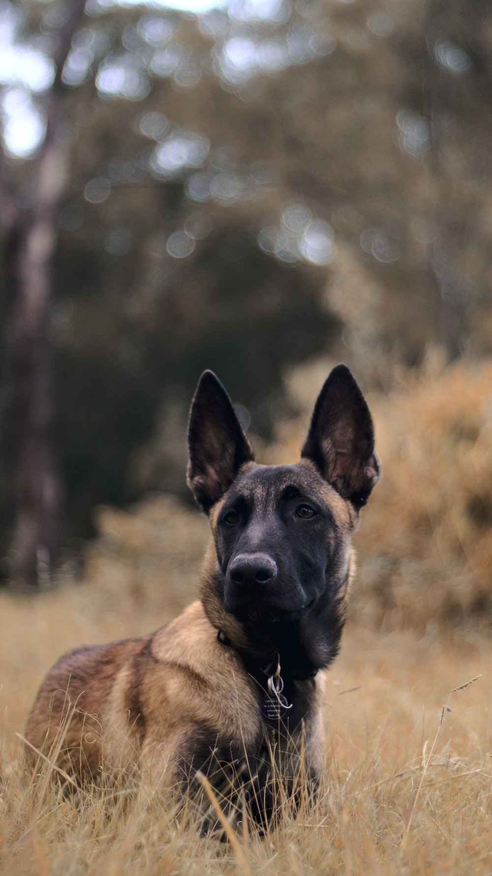 Belgian Malinois Picture. Download Free Image