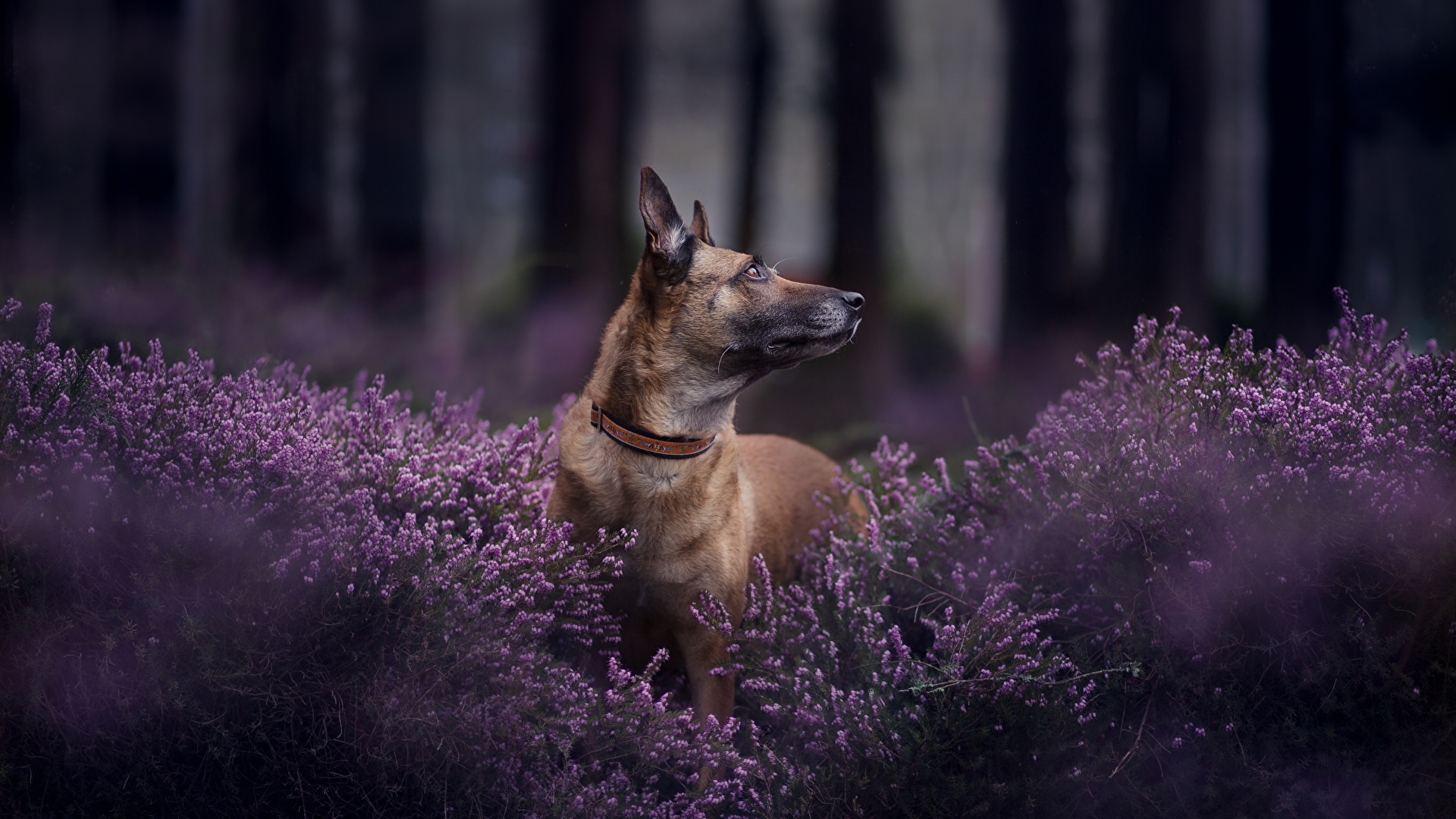 Image Shepherd Belgian Shepherd Dogs Malinois animal 1920x1080