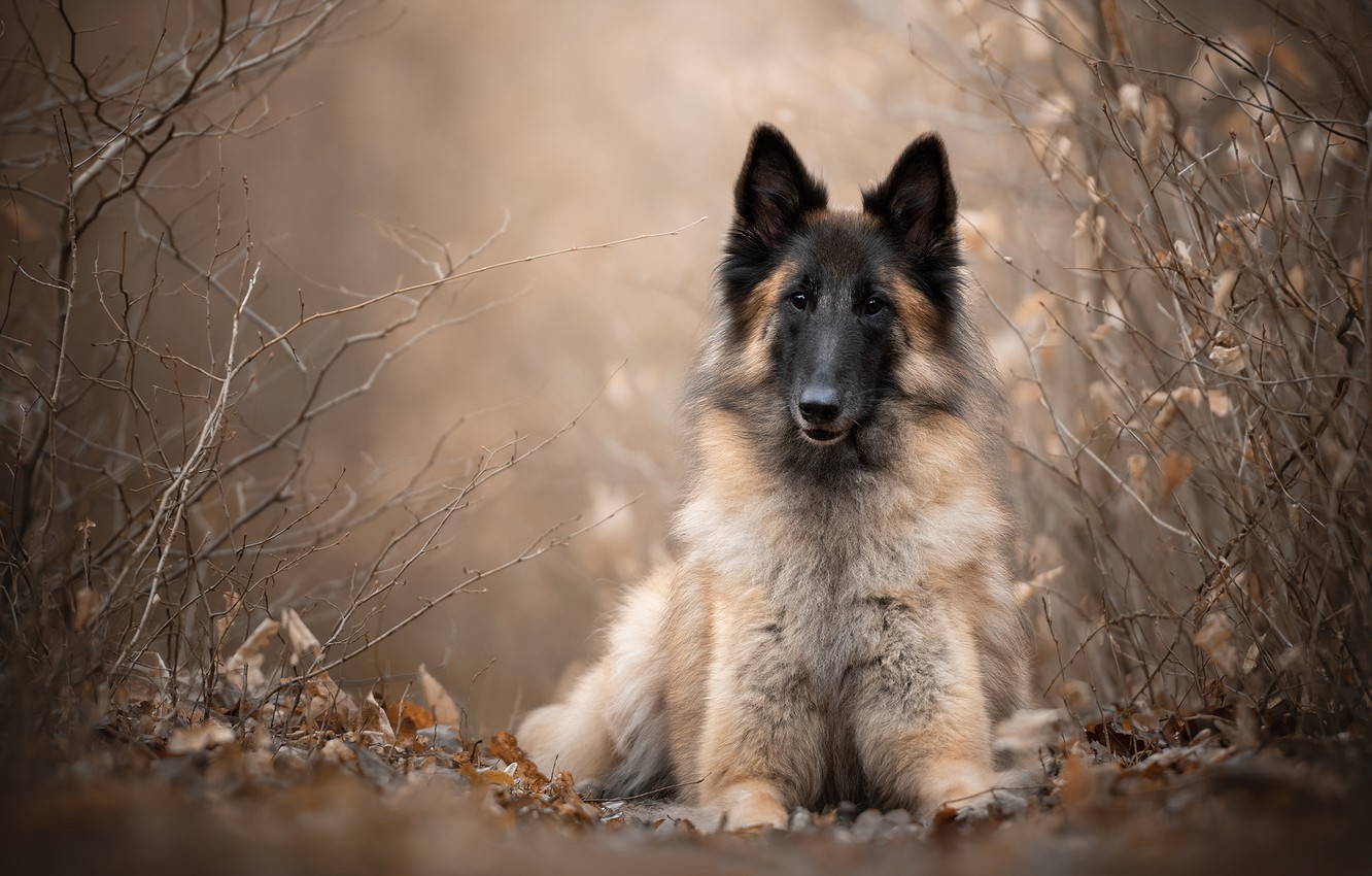 Wallpaper look, branches, dog, Belgian shepherd, Tervuren image for desktop, section собаки