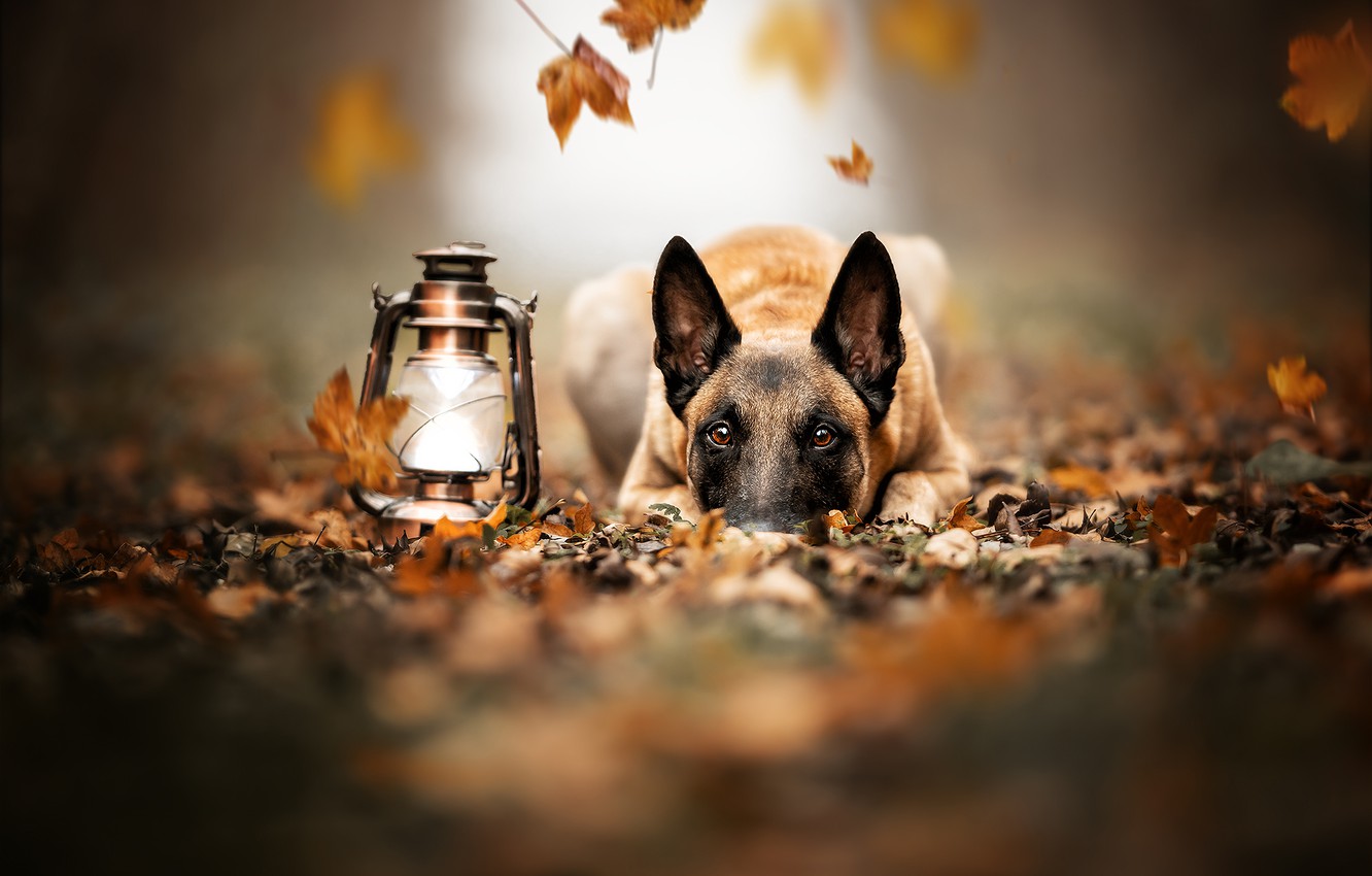 Wallpaper autumn, look, face, leaves, dog, lantern, Malinois, Belgian shepherd image for desktop, section собаки