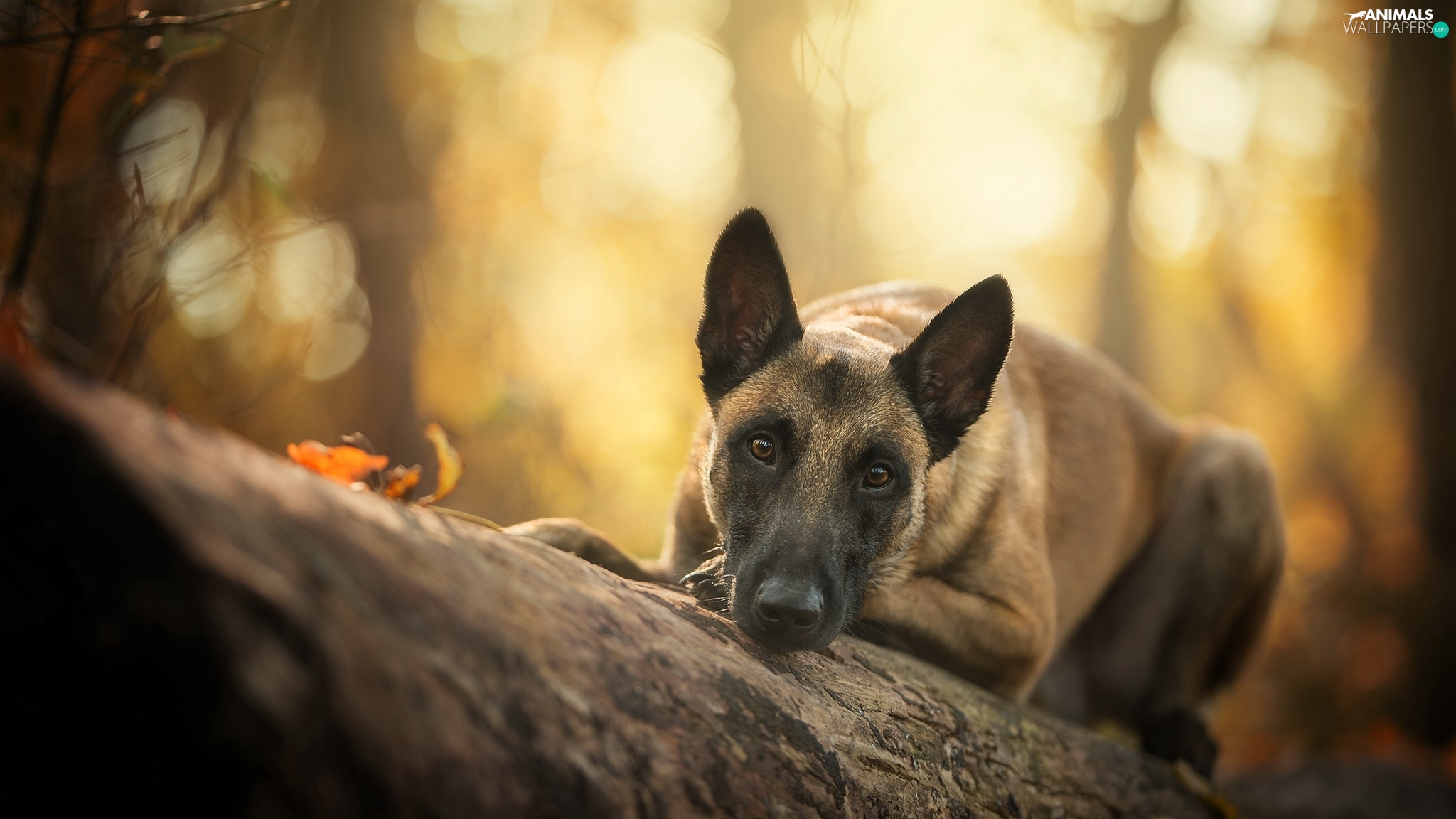 log, dog, Belgian Shepherd Malinois wallpaper: 2048x1152