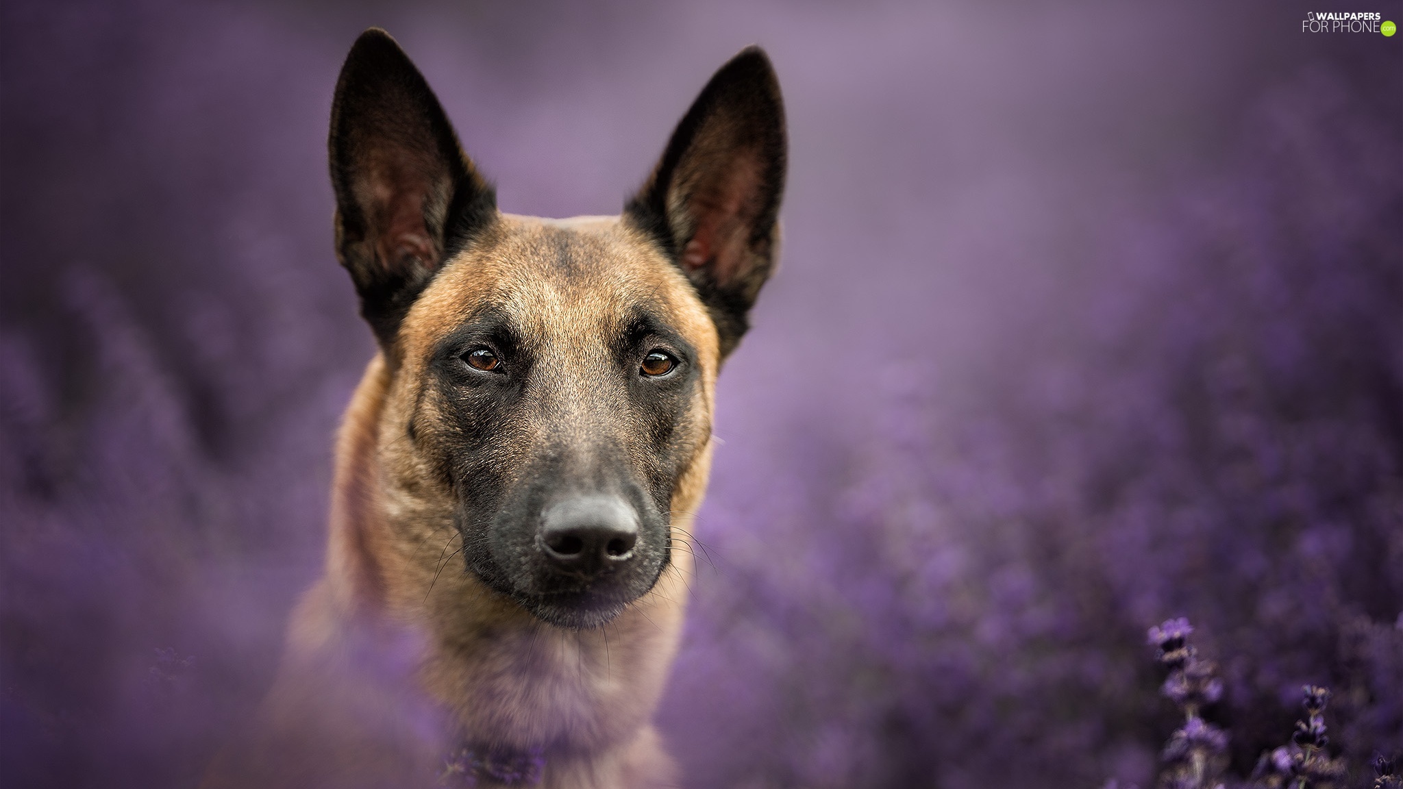 fuzzy, background, Belgian Shepherd Malinois, muzzle, dog phone wallpaper: 2048x1152