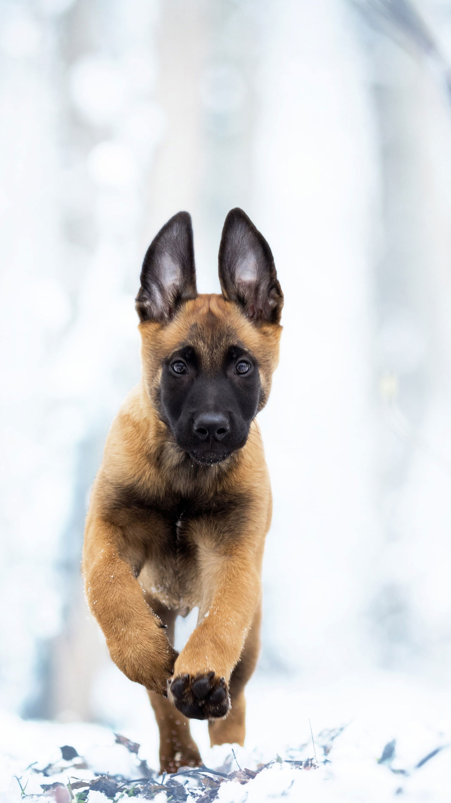 Wallpaper Winter, Snow, Dog, Puppy, Walk, Belgian Malinois • Wallpaper For You HD Wallpaper For Desktop & Mobile