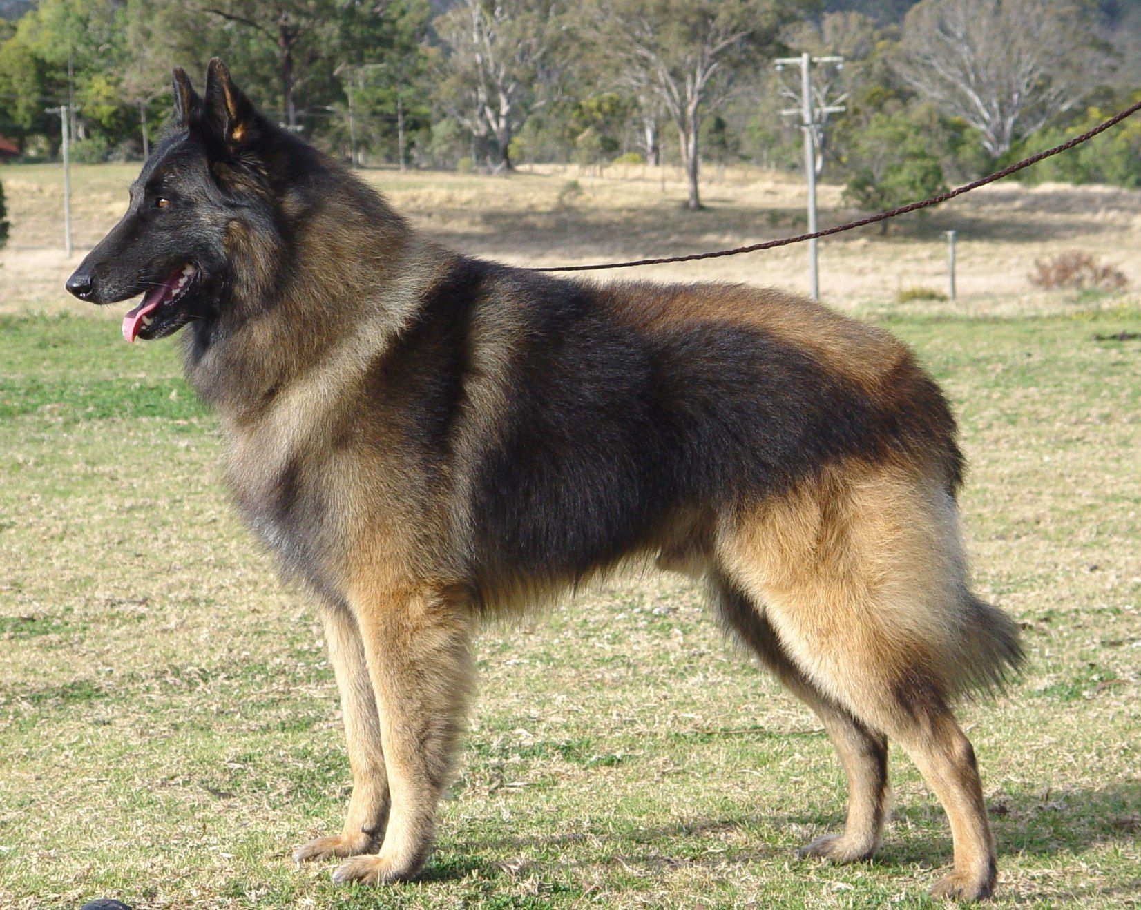 Belgian Sheepherd Dog