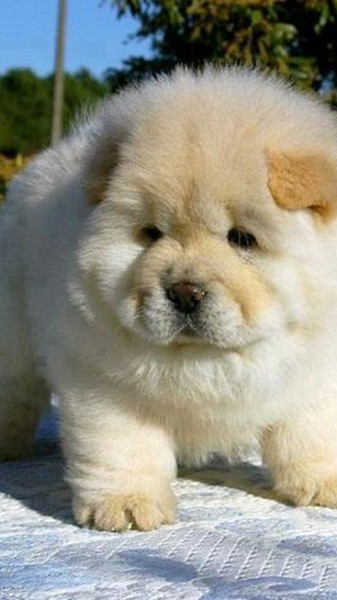 Chubby Puppies Wallpapers - Wallpaper Cave