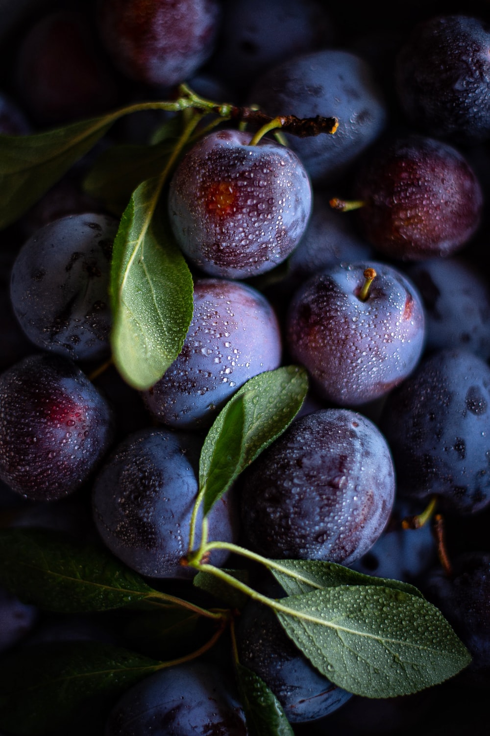 Plums Picture. Download Free Image