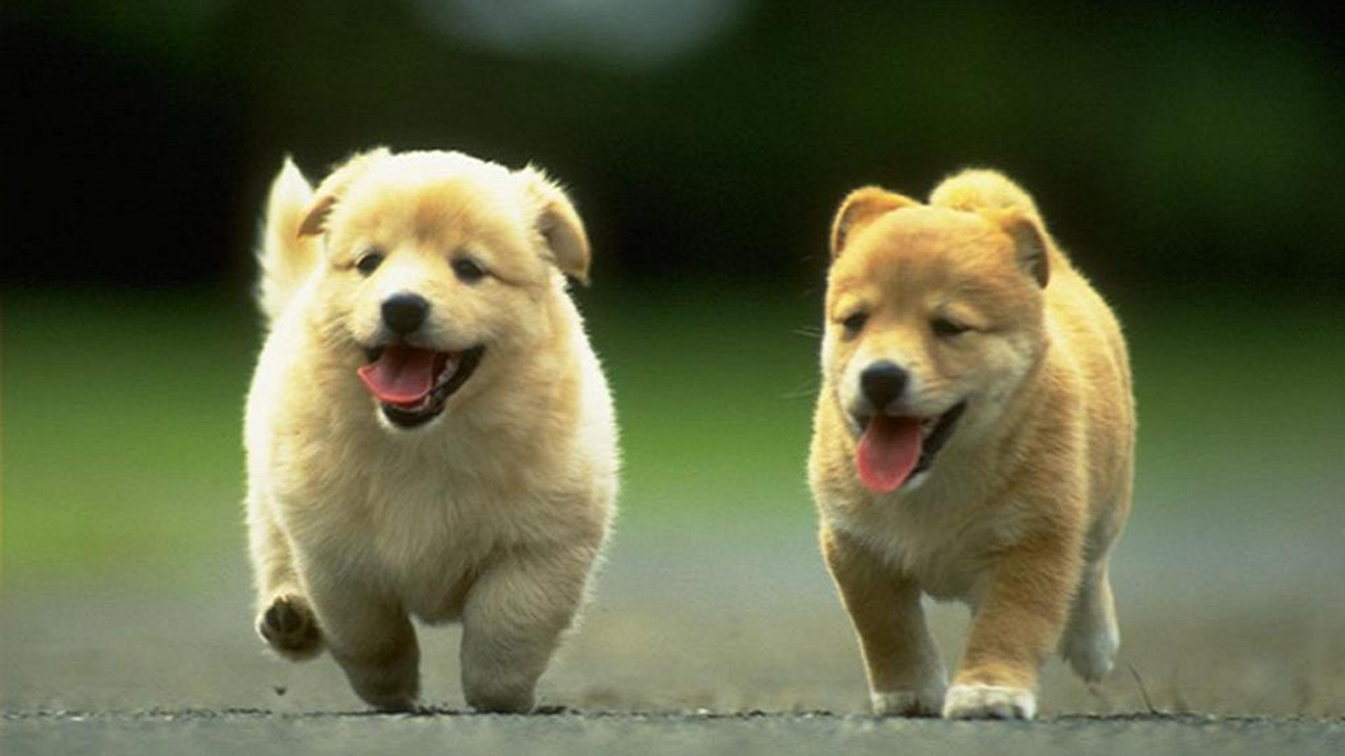 Free download Dog Wallpaper 9598 HD Wallpaper in Animals Imagecicom [1920x1200] for your Desktop, Mobile & Tablet. Explore HD Puppy Wallpaper. Cute Puppy Wallpaper HD, Cool 3D Wallpaper HD