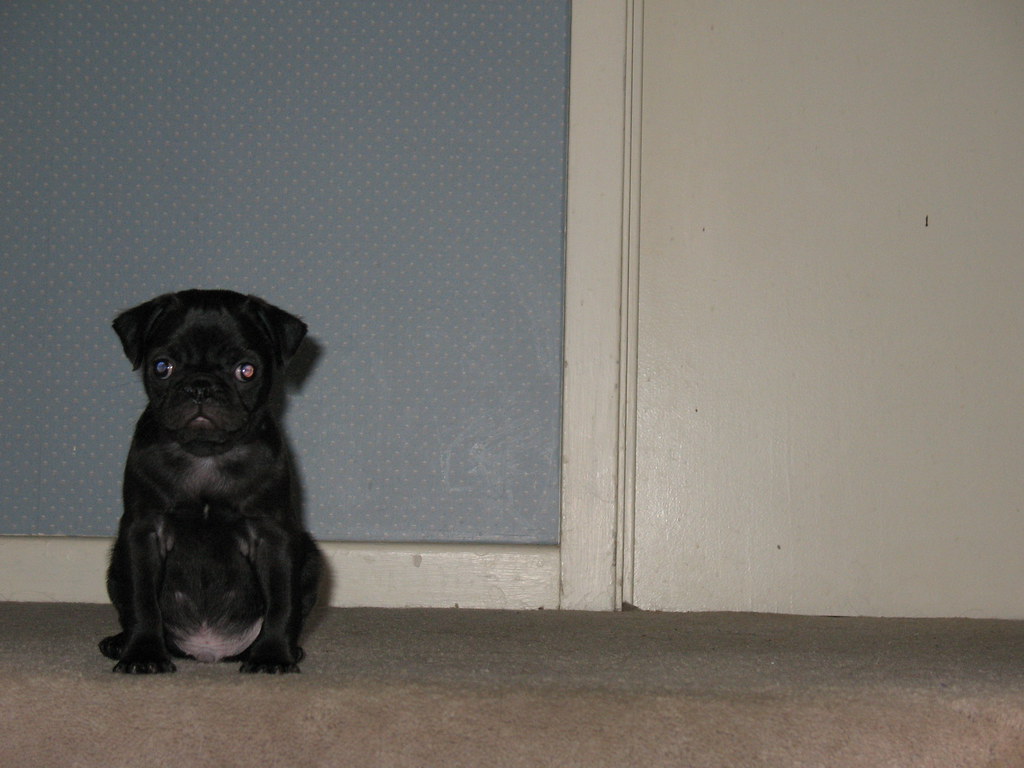 chubby puppy. steph&vic'spics