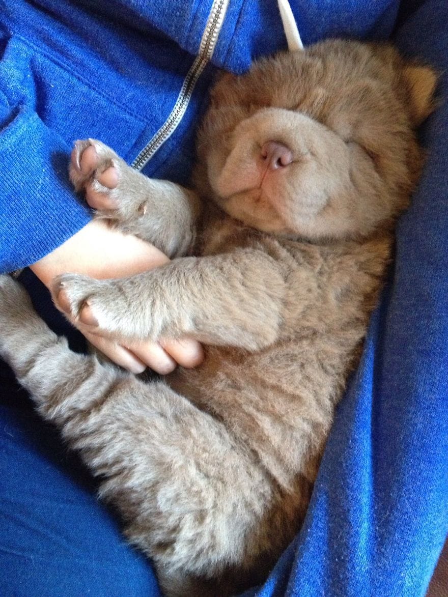 Puppies or Teddy Bears? We Can't Tell Maybe You Can