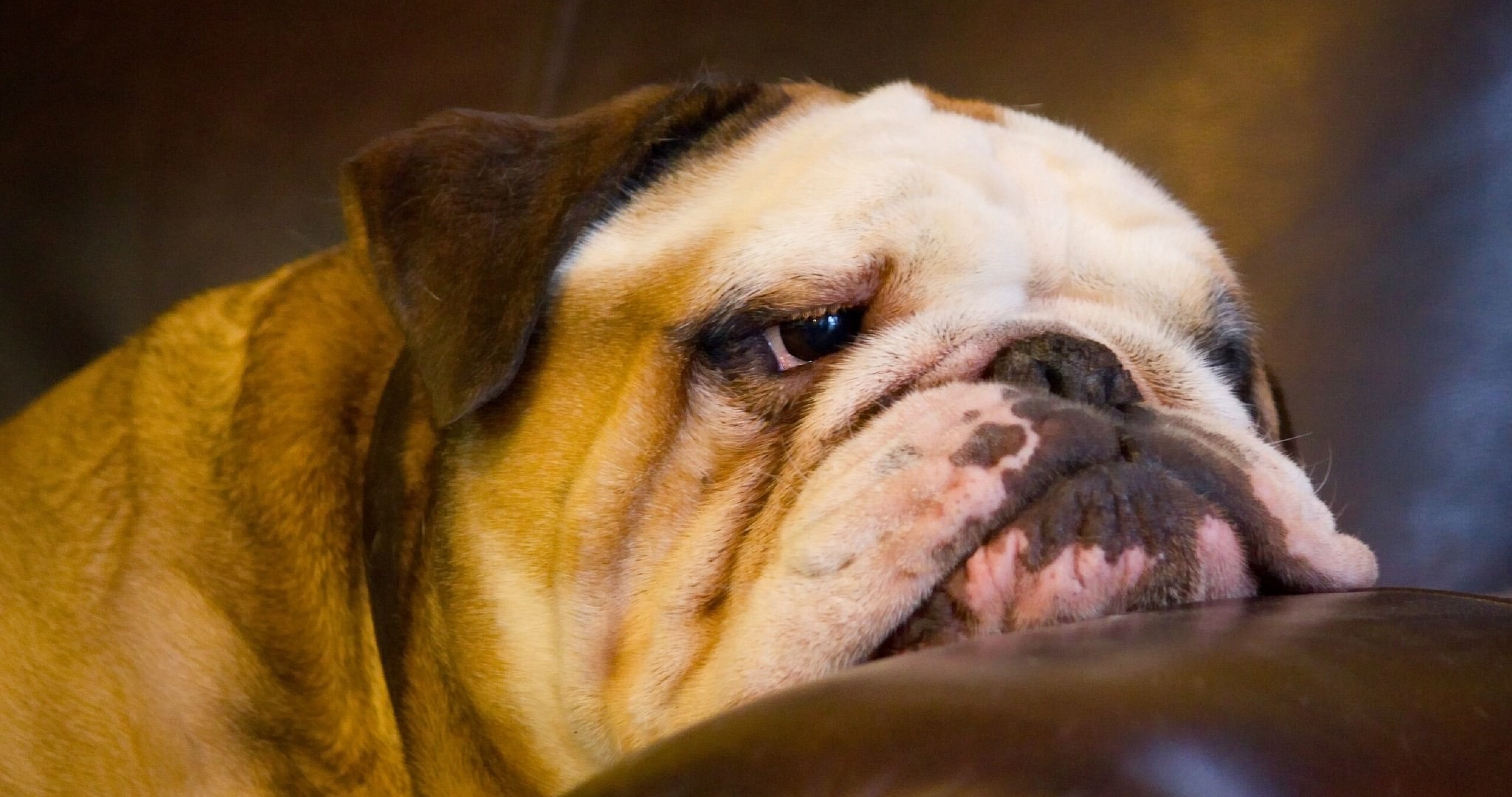 english bulldog wallpaper 4k ultra HD wallpaper High quality walls
