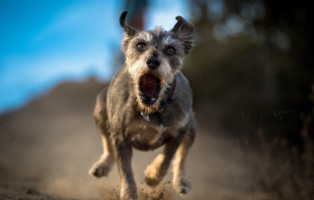 Wallpaper dog, runs, evil image for desktop, section собаки